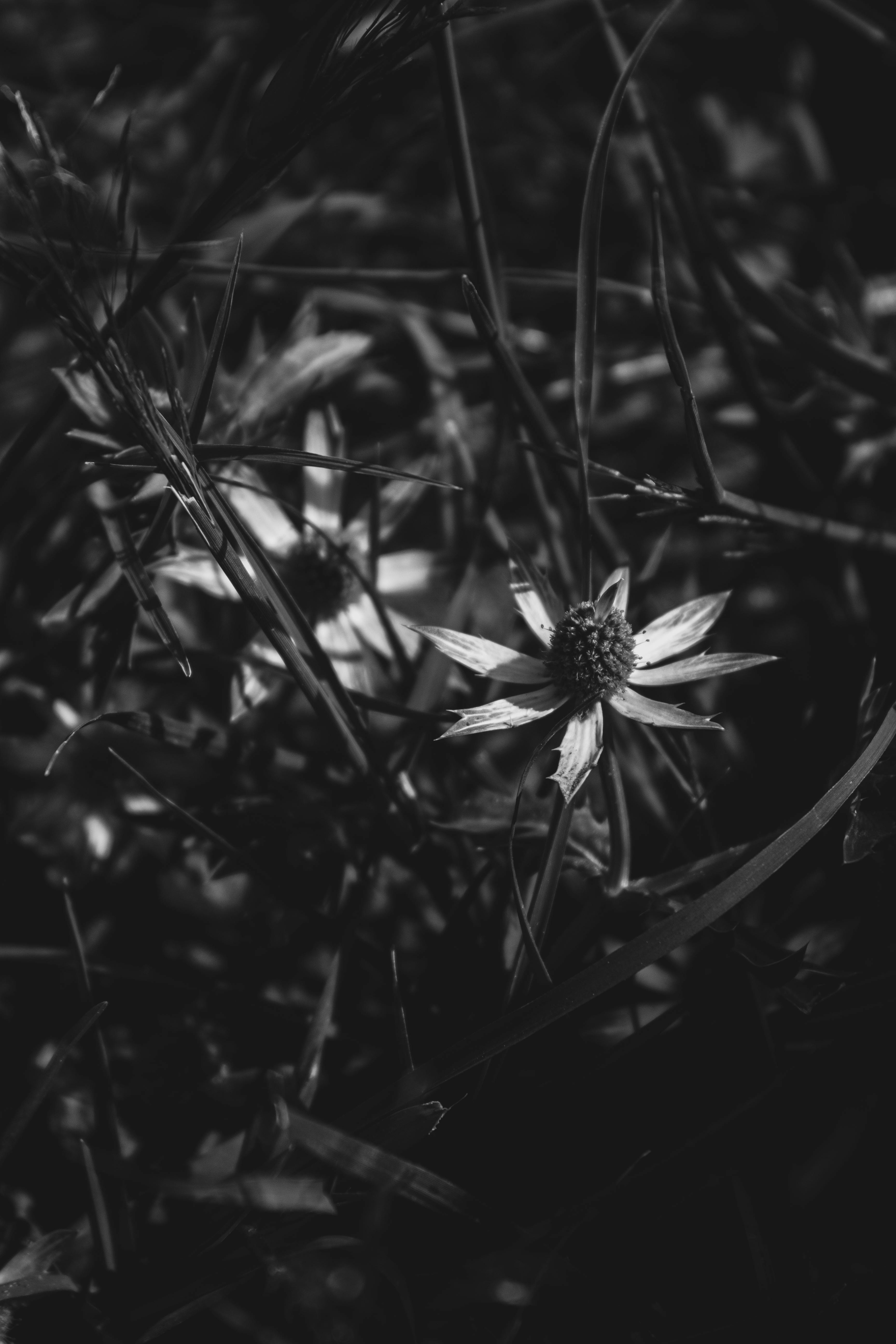 Captivating black and white photo of wildflowers in Soltepec field. Perfect for nature lovers.