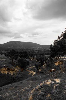 Image by Marco Antonio  Casique Reyes