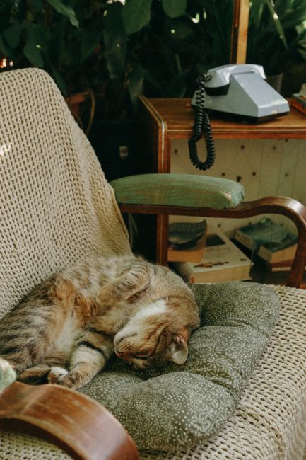 Tabby cat peacefully resting on a vintage armchair with retro decor.