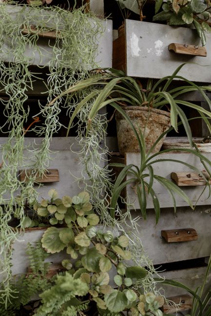 A lush vertical garden with various plants in drawers, creating a rustic and natural decor.