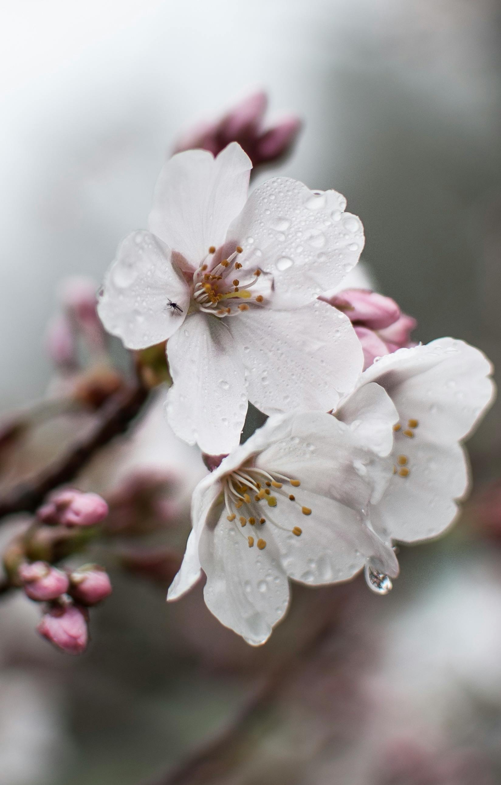 close up of dewy cherry blossoms in spring