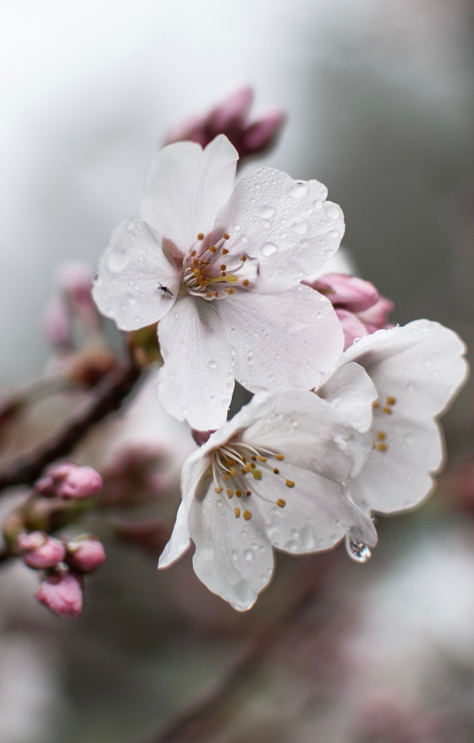 Close-up of Dewy Cherry Blossoms in Spring · Free Stock Photo