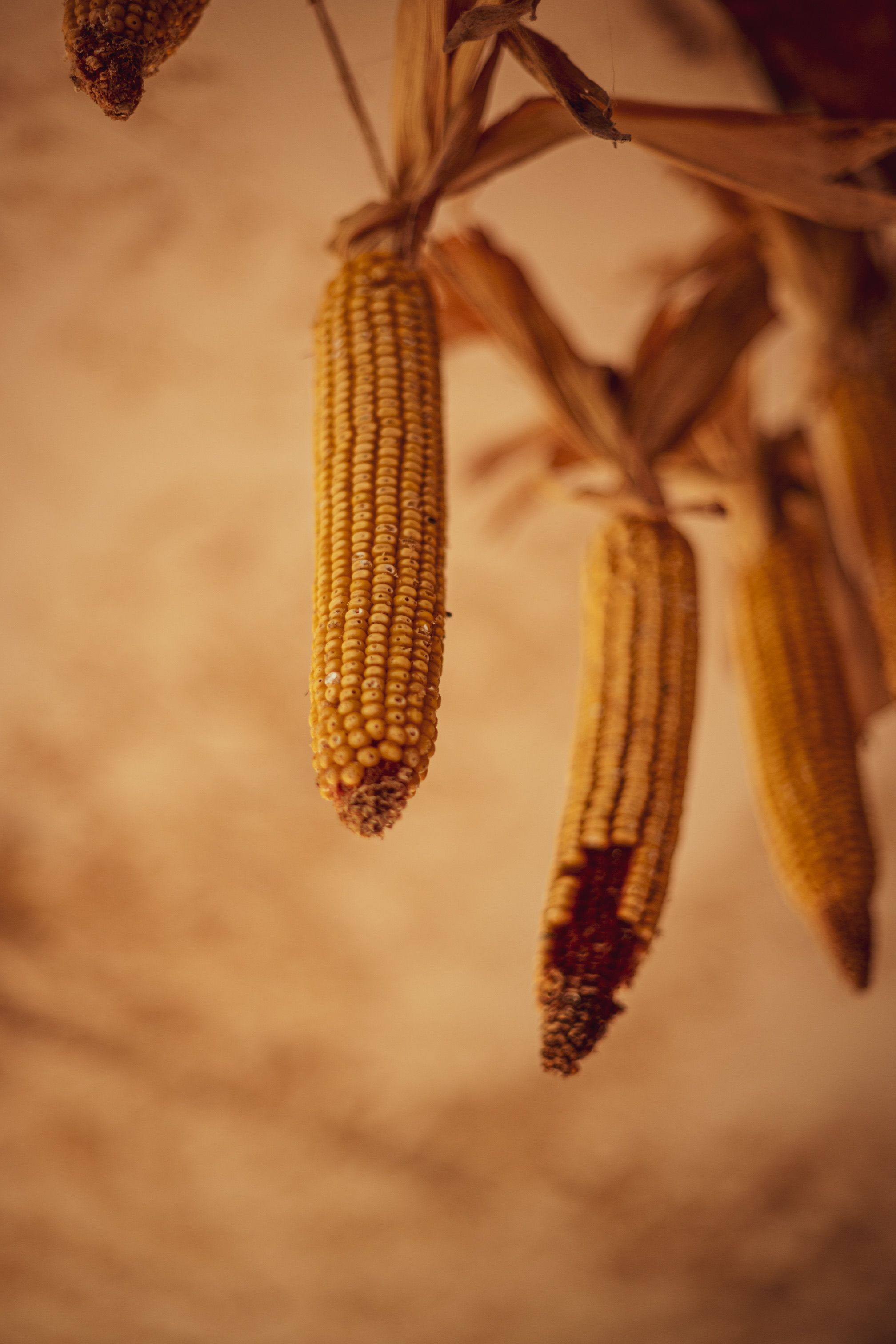 Rustic Corn Cobs Hanging for Drying Process · Free Stock Photo