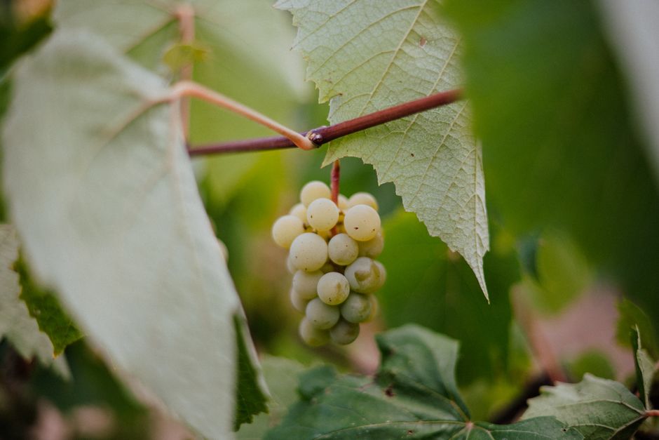 Cluster of ripe green grapes among lush vine leaves, perfect for winemaking imagery.