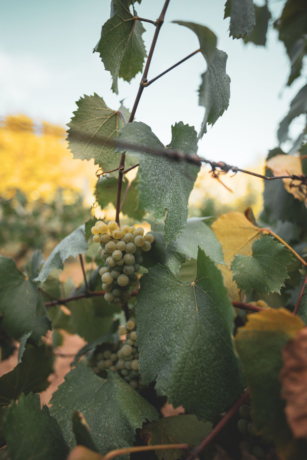 Napa Valley vineyard rows