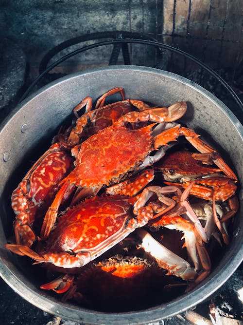 Free stock photo of crab, seafood, yummy