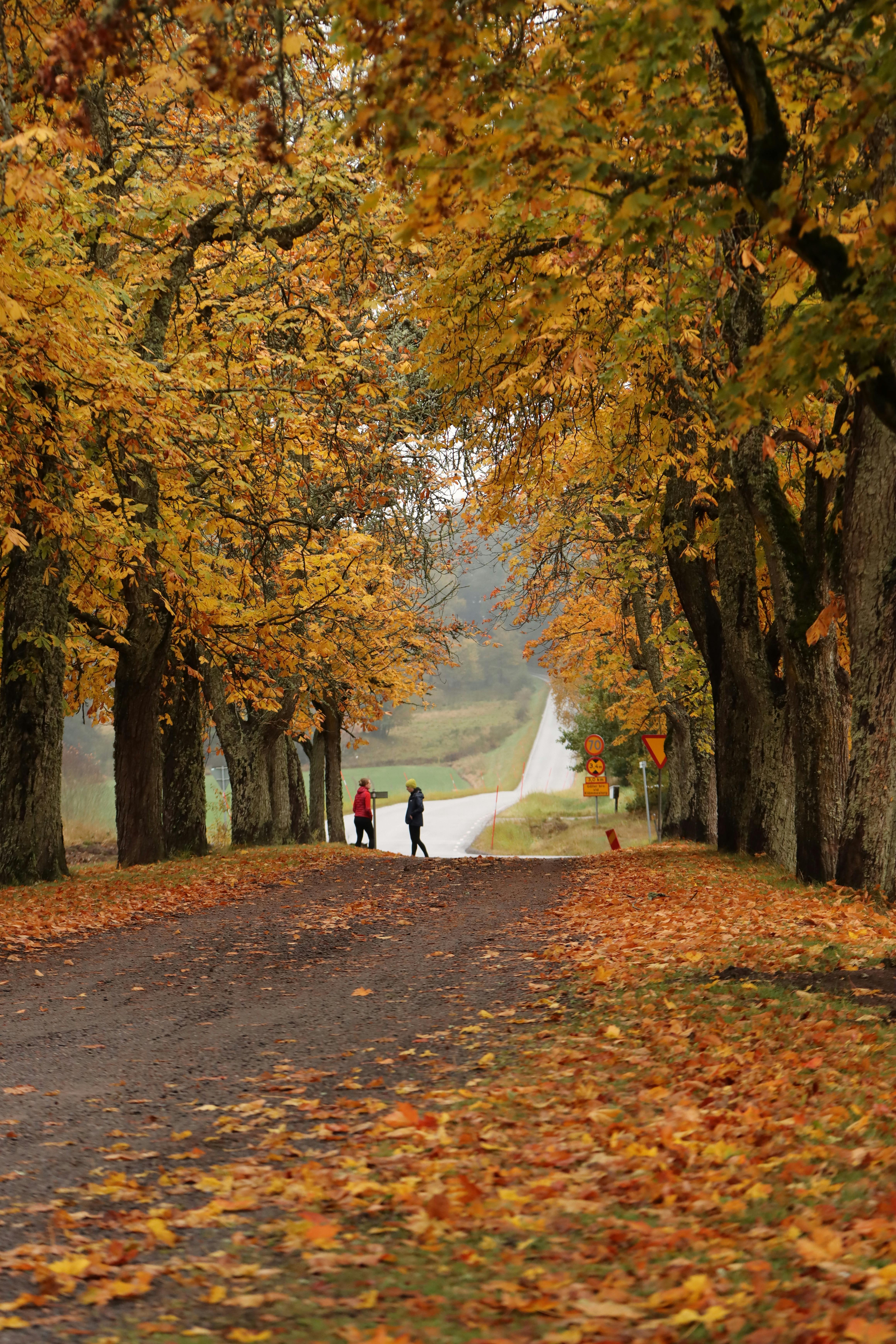 scenic autumn walk in jonkoping sweden