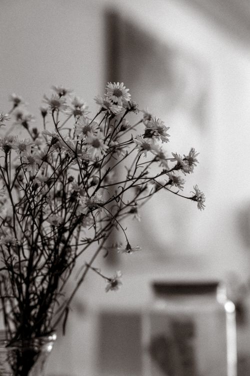 Free Artistic black and white photo of flowers in a vase, evoking a minimalist and timeless mood. Stock Photo