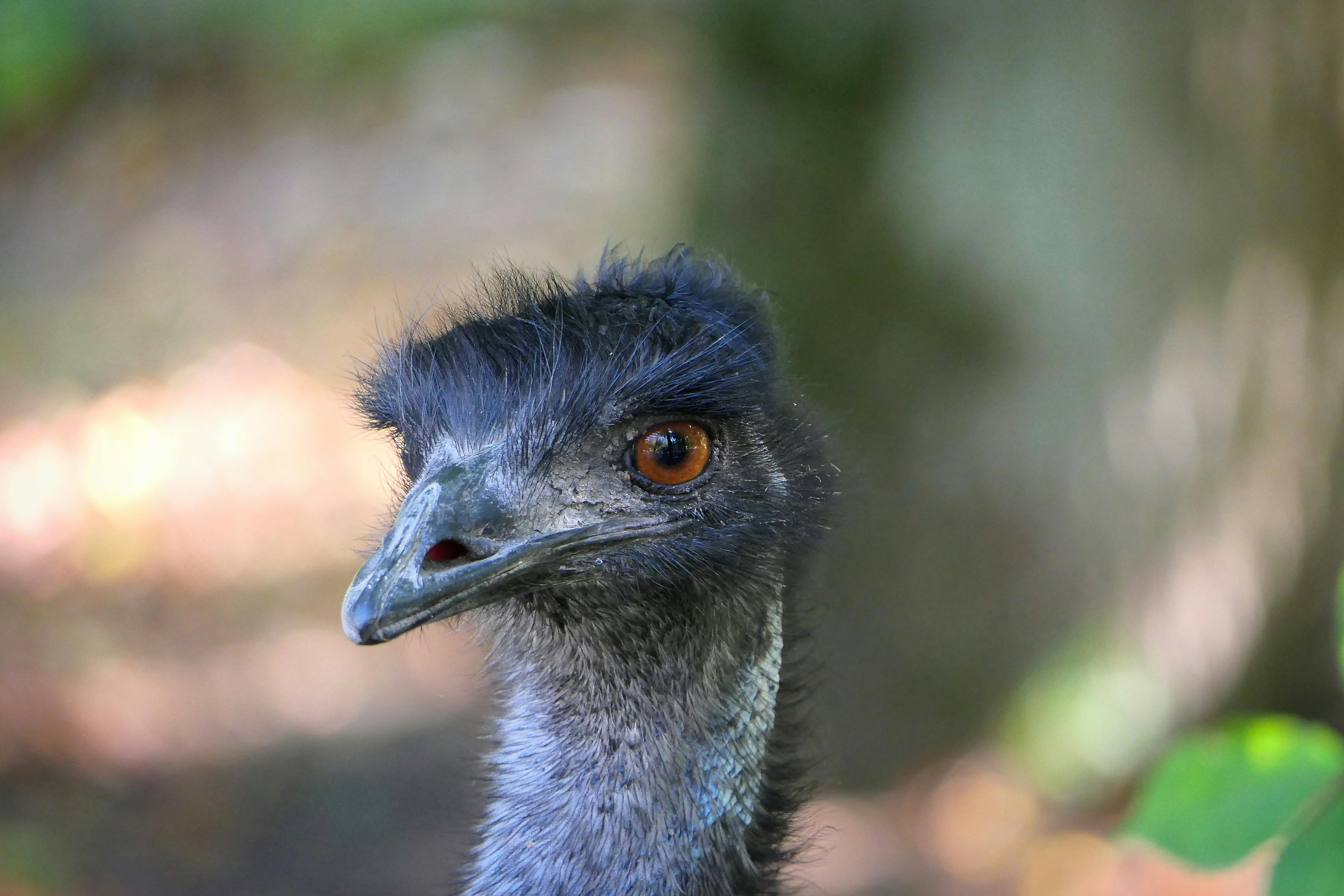 Black Emu Bird Behind the Fence · Free Stock Photo
