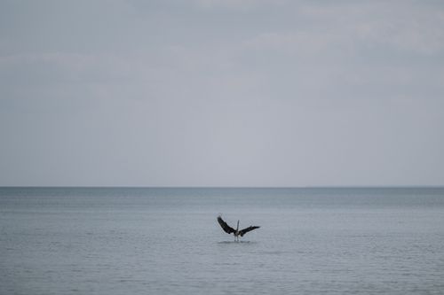 Free A solitary bird spreads its wings over calm waters under a cloudy sky. Stock Photo