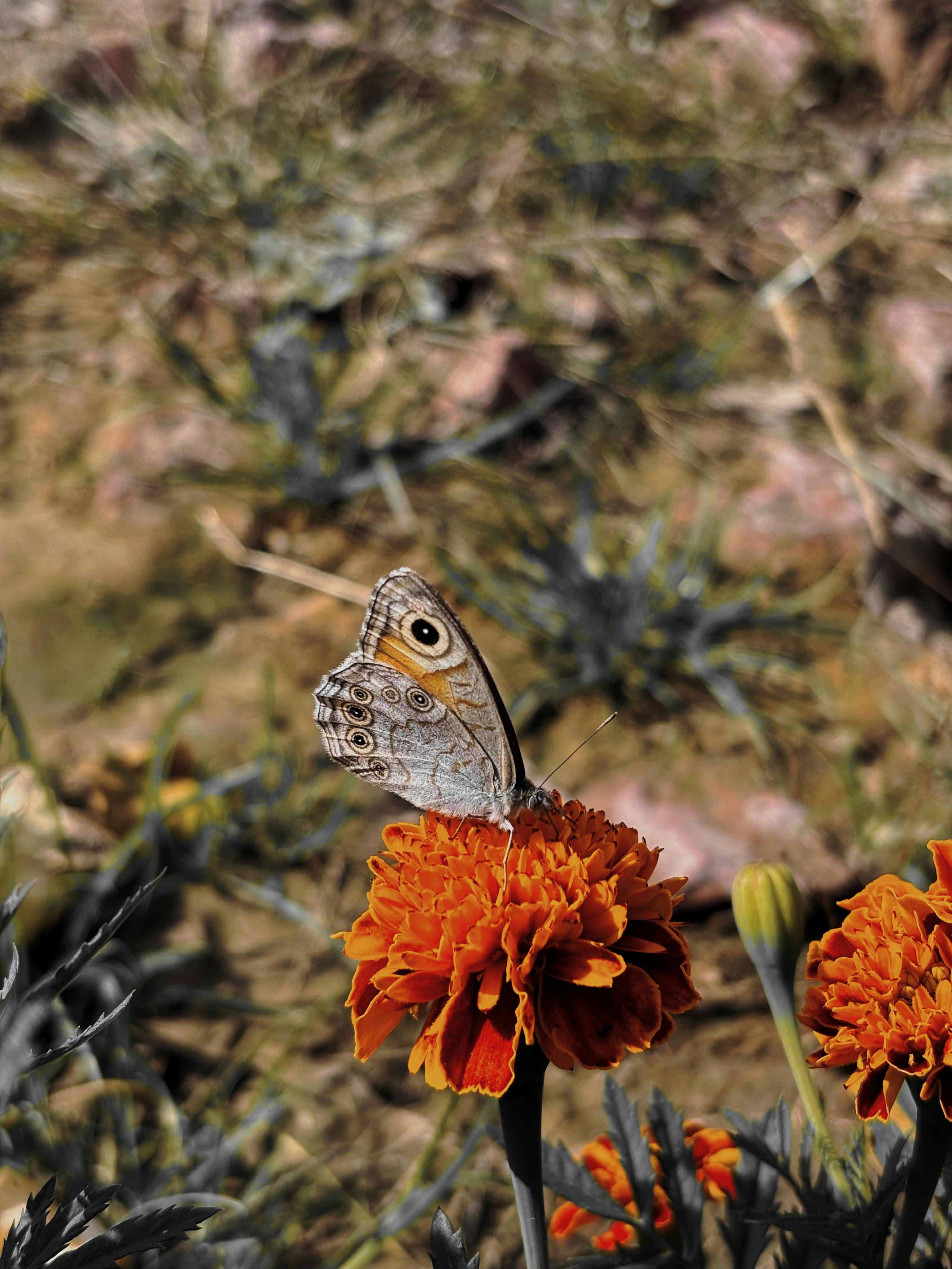 close up of butterfly on marigold flower in natural habitat