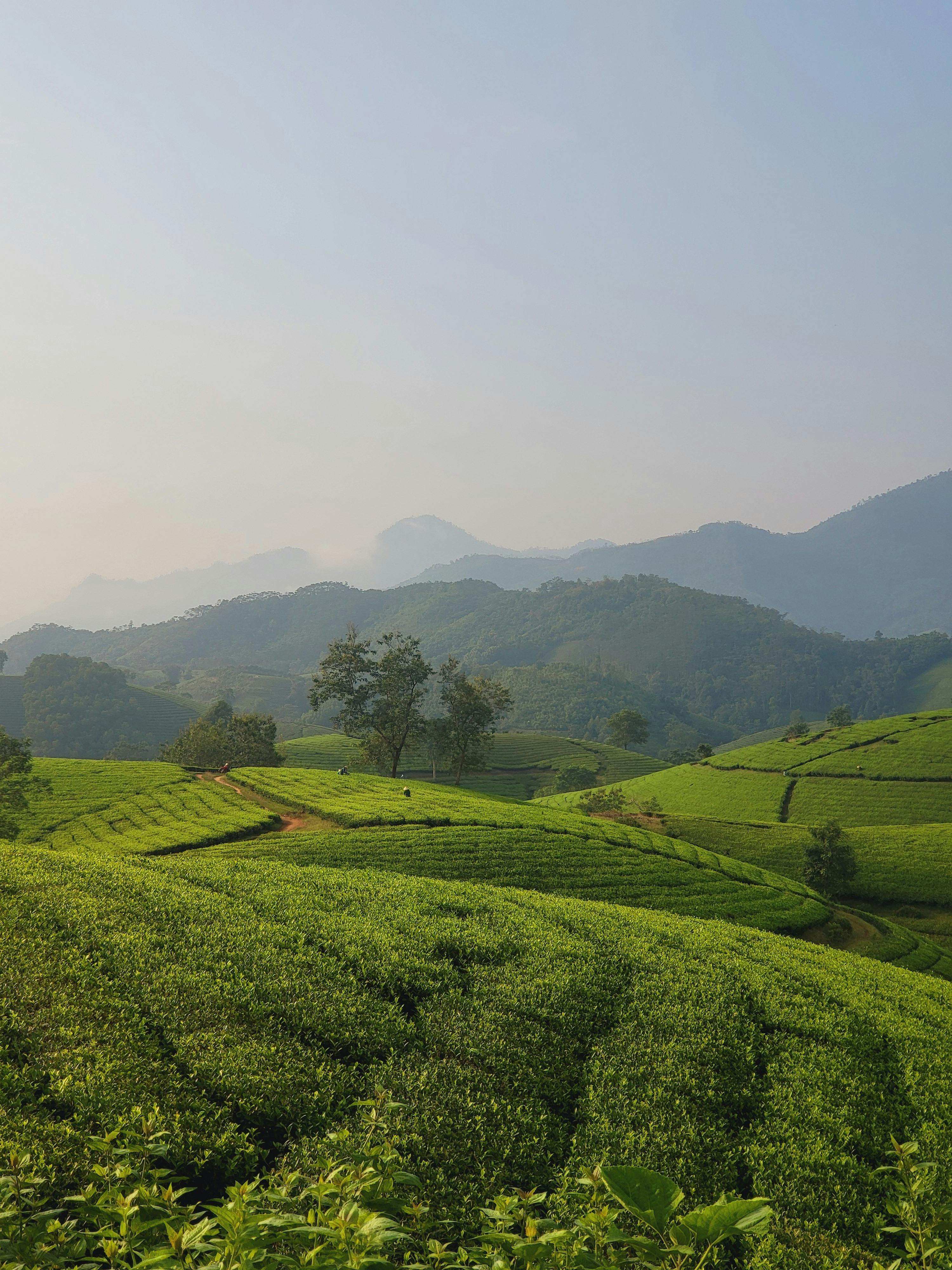 Miễn phí Những đồn điền Trà Ngoạn Mục ở Việt Nam Ảnh lưu trữ