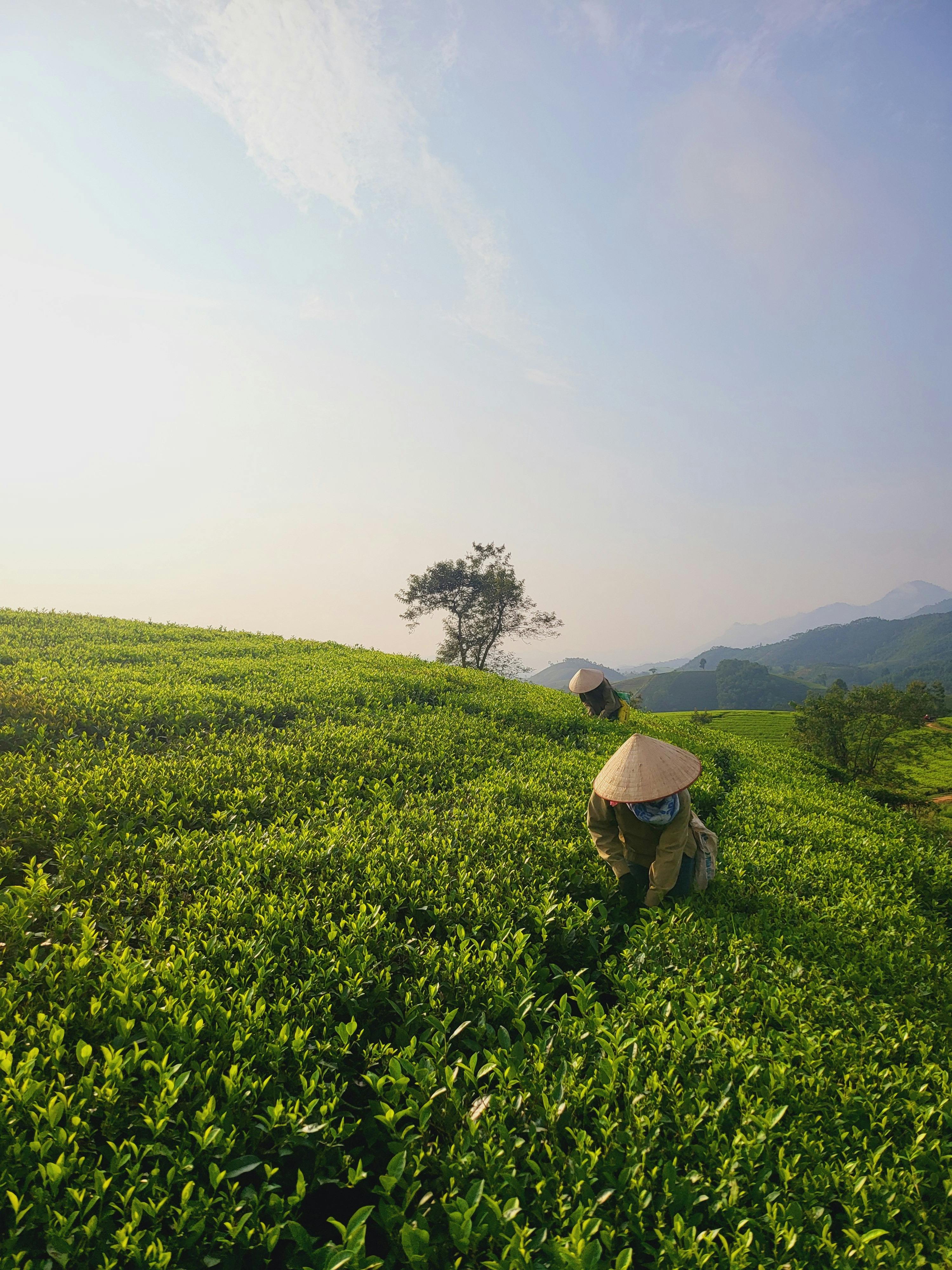 Farmers with conical hats harvesting tea in verdant Vietnamese hills under a clear sky.
