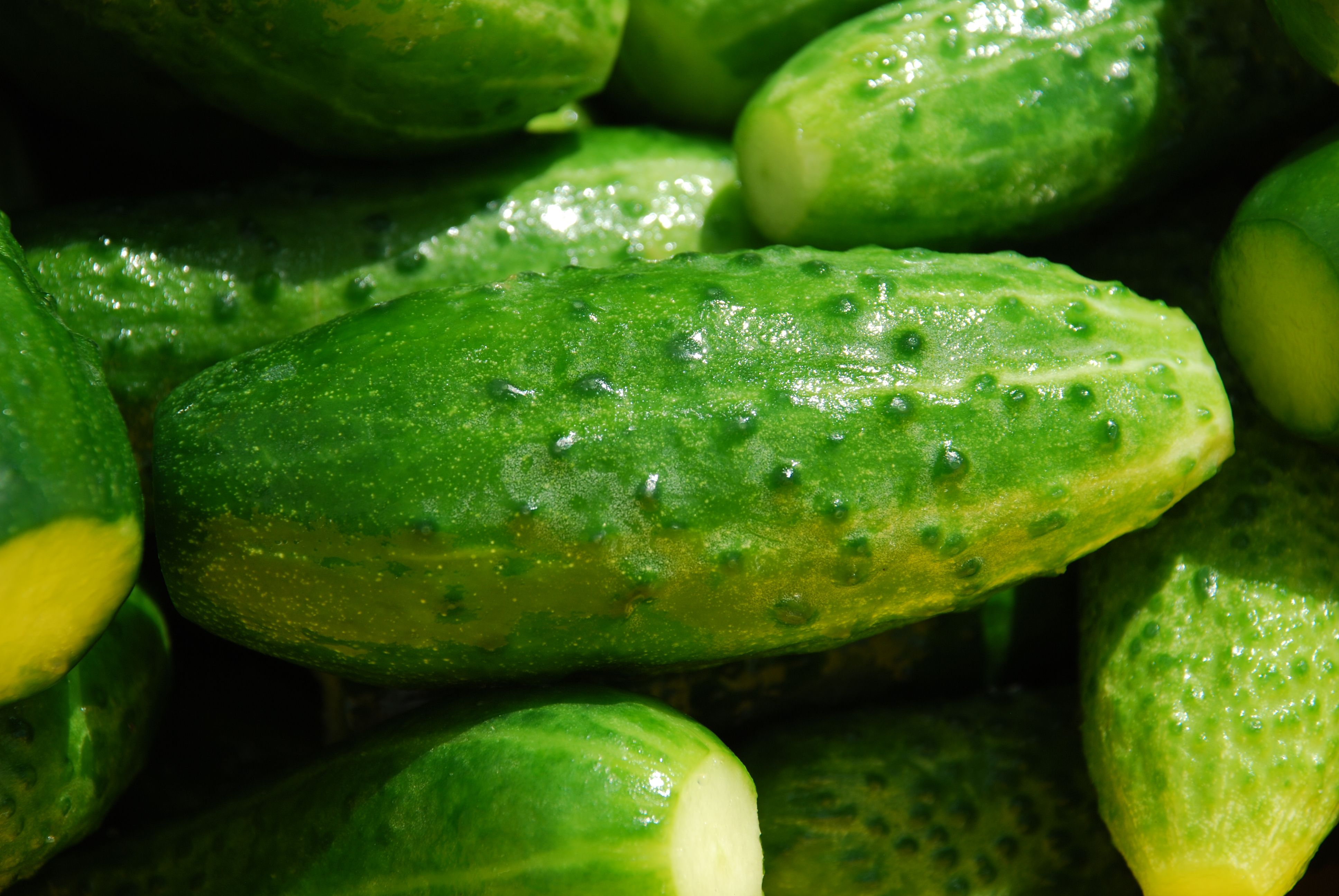 Fresh English cucumbers and vibrant herbs on a kitchen counter - cucumber soup vegan