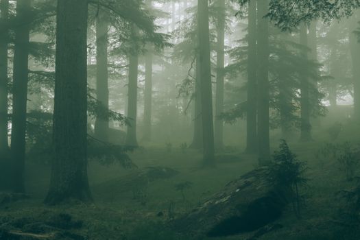 Moody misty forest scene with tall pine trees and dense greenery.