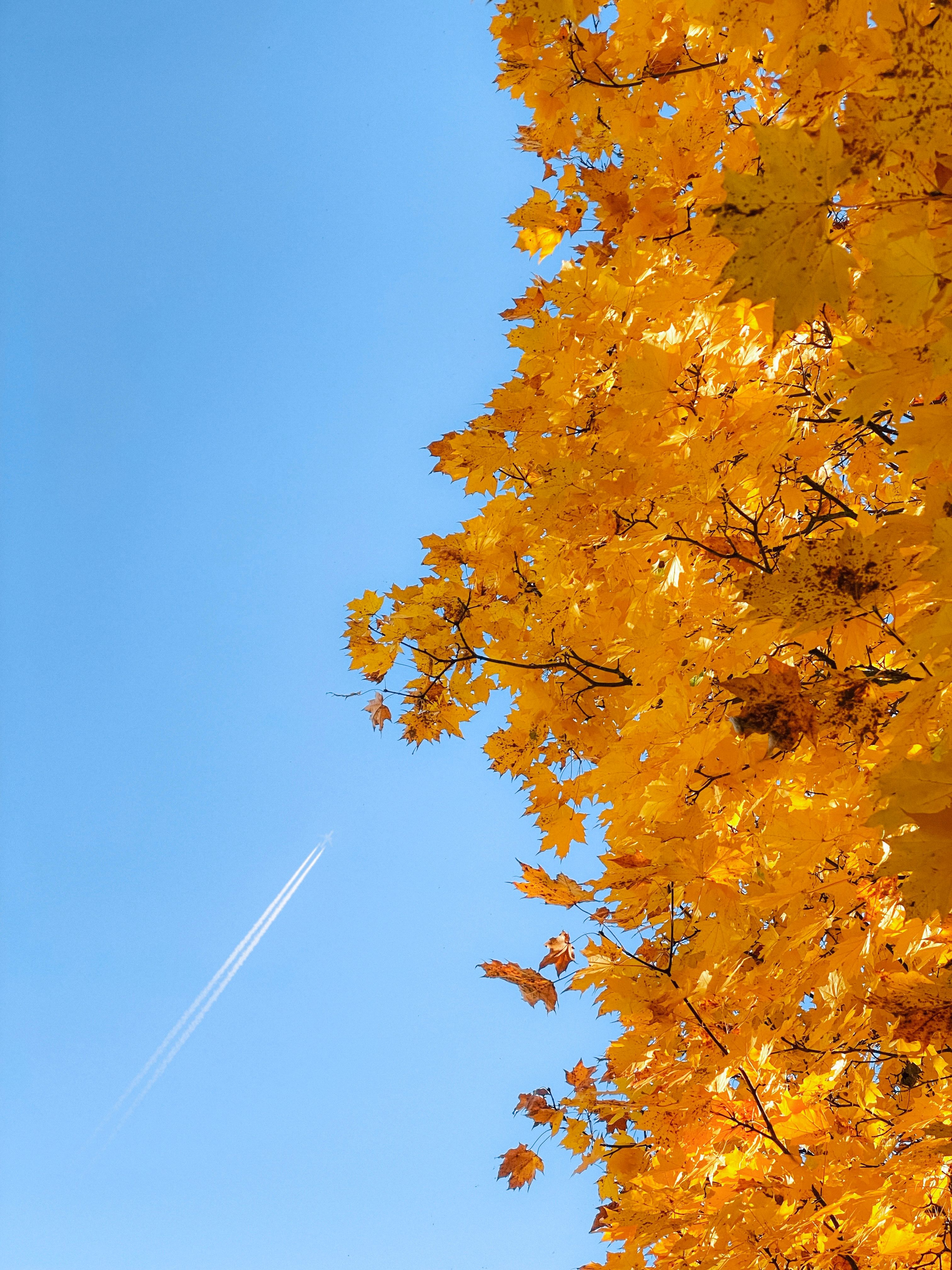 Vibrant Autumn Maple Leaves Against Clear Sky · Free Stock Photo