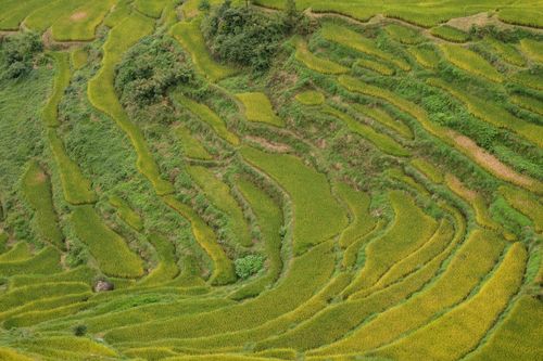 Free Aerial view of lush green terraced rice fields showcasing natural beauty. Stock Photo