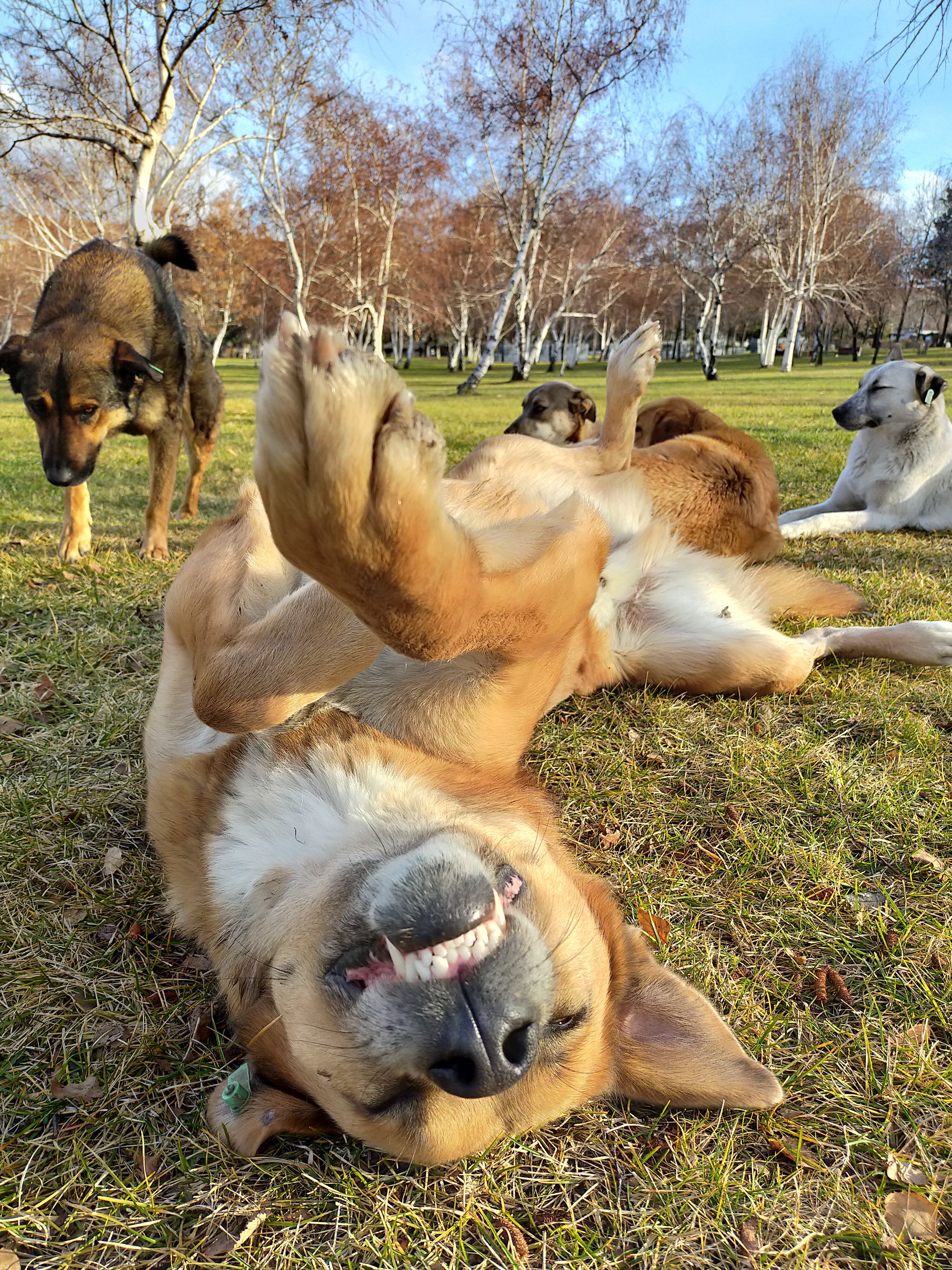 Playful Dogs Enjoying a Sunny Day Outdoors · Free Stock Photo