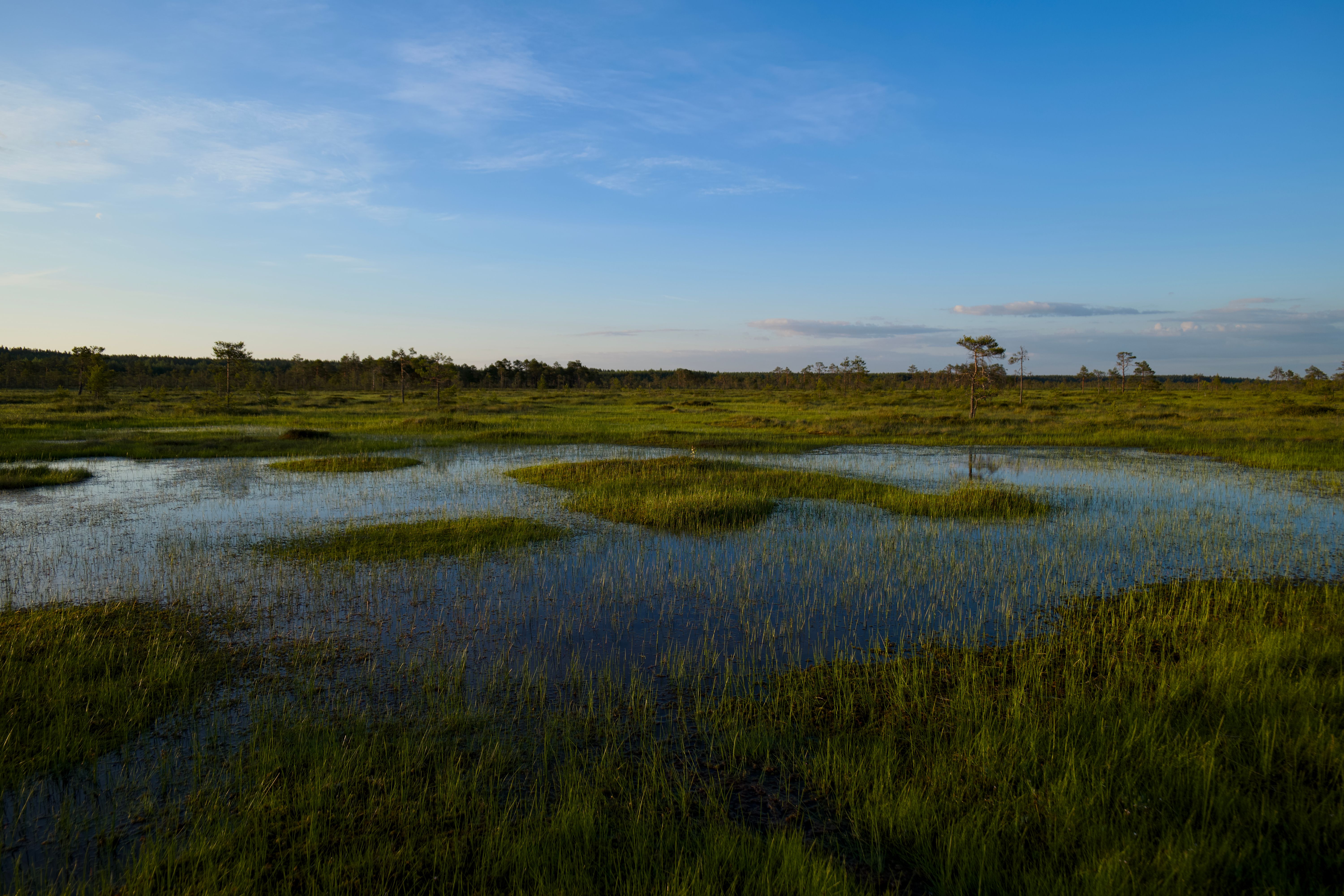 Scenic landscape of De Alde Feanen National Park showing waterways and reed beds