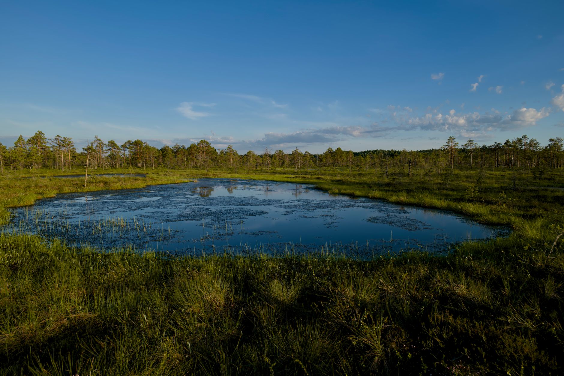 Peaceful wetland scene with calm water reflecting a clear blue sky.