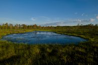 Peaceful wetland scene with calm water reflecting a clear blue sky.