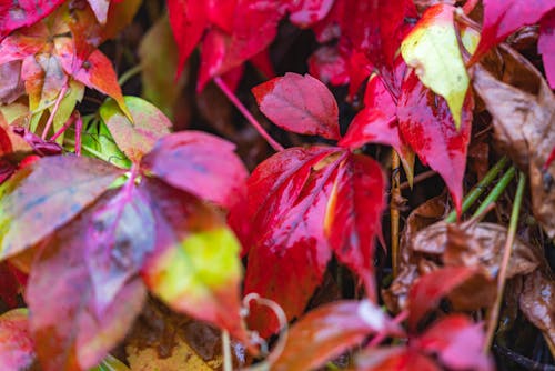 Fall Gardening Tips Amid September Rain Showers