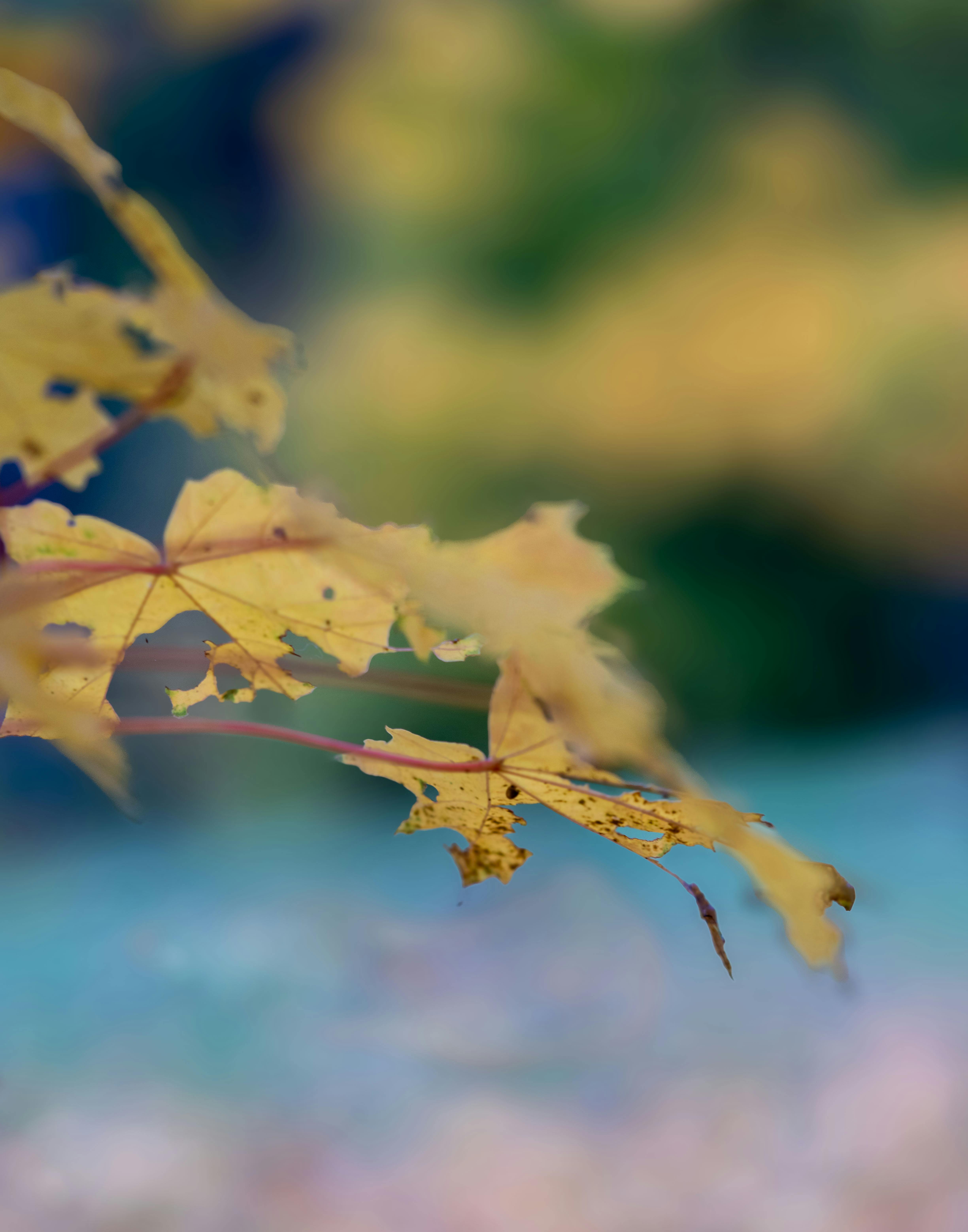 elegant close up of autumn leaves on branch