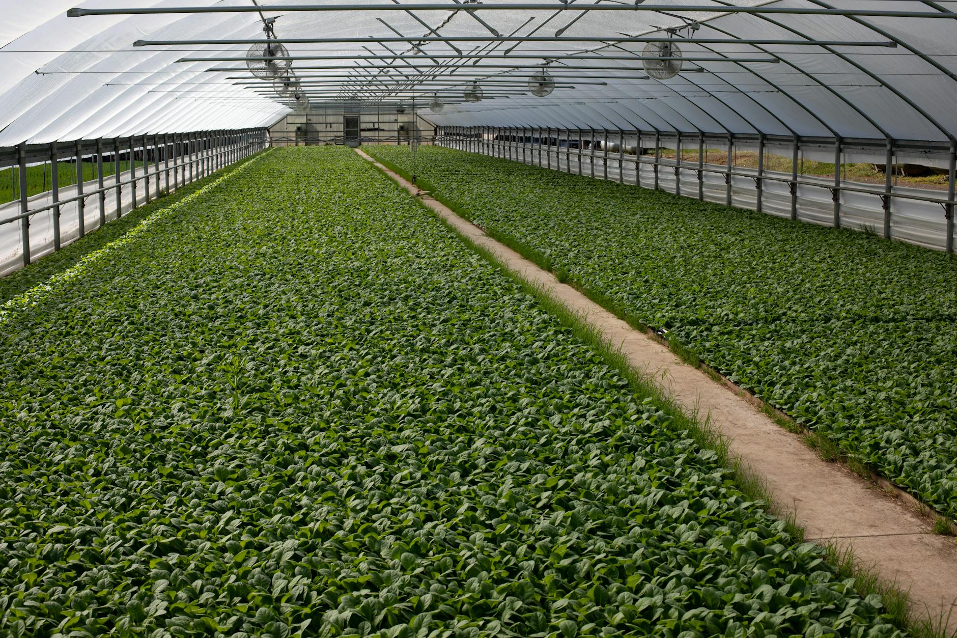 Expansive view of a lush greenhouse filled with thriving green plants, showcasing agricultural abundance.
