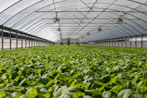 Free Field of Plants in Greenhouse Stock Photo