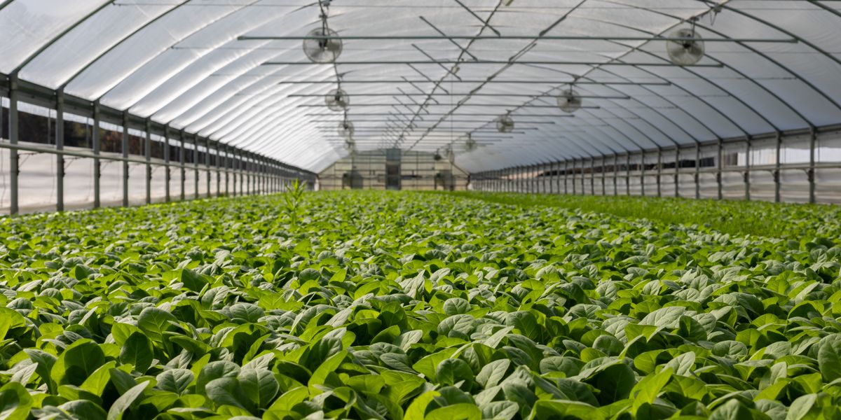 Why Non-Chemical Agricultural Solutions Matter for the Future of Farming