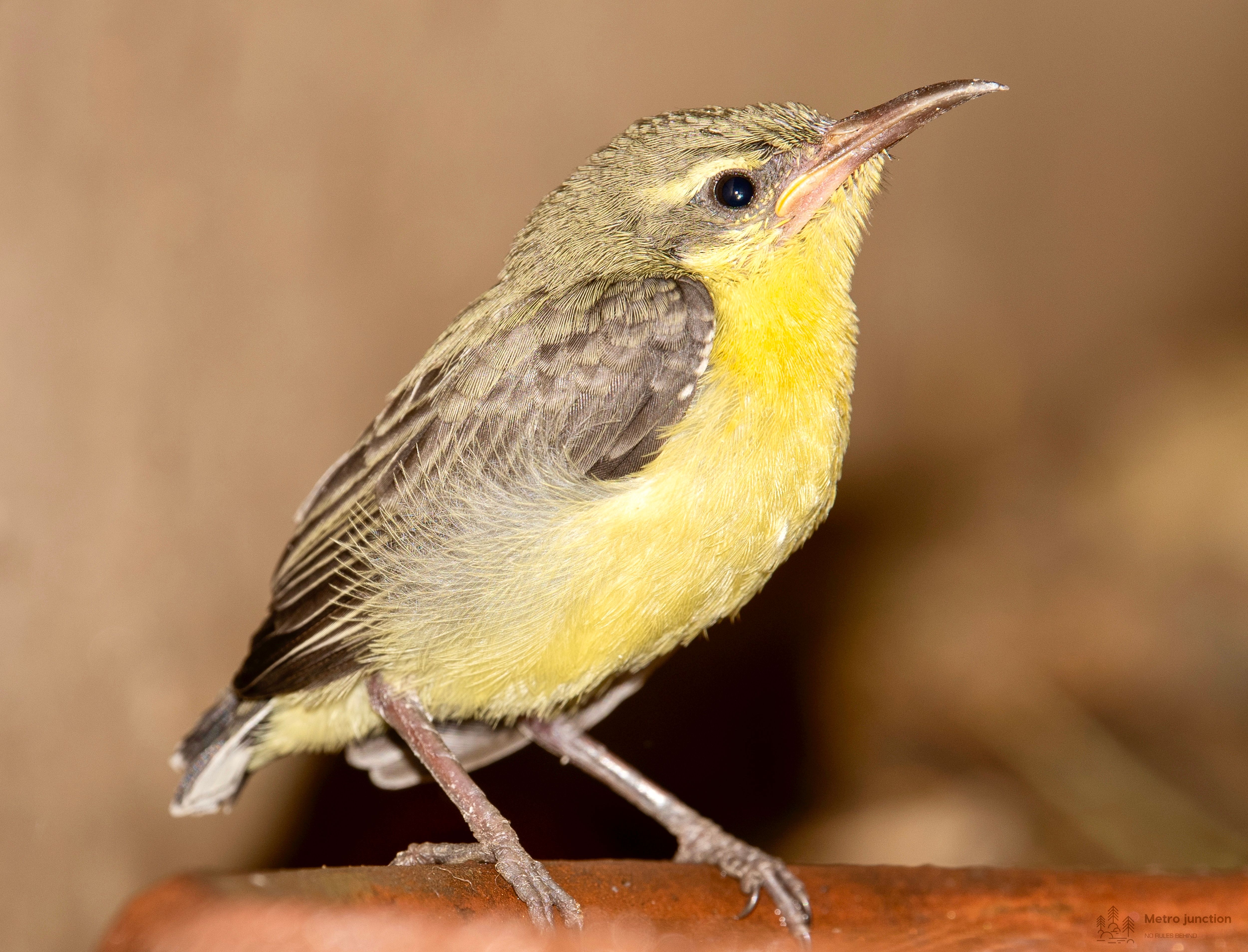 sunbird