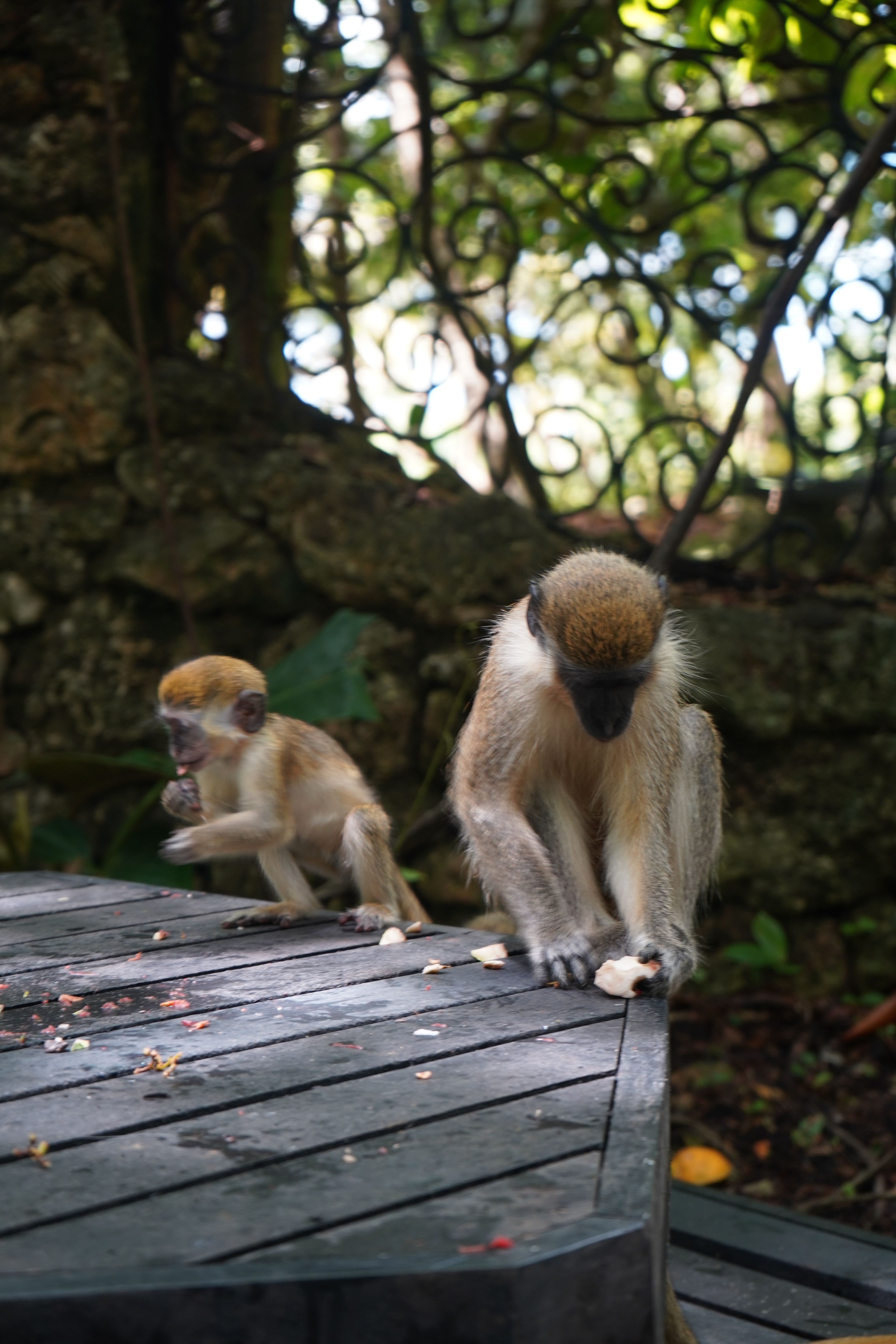 Playful Monkeys Outdoors in a Natural Setting · Free Stock Photo