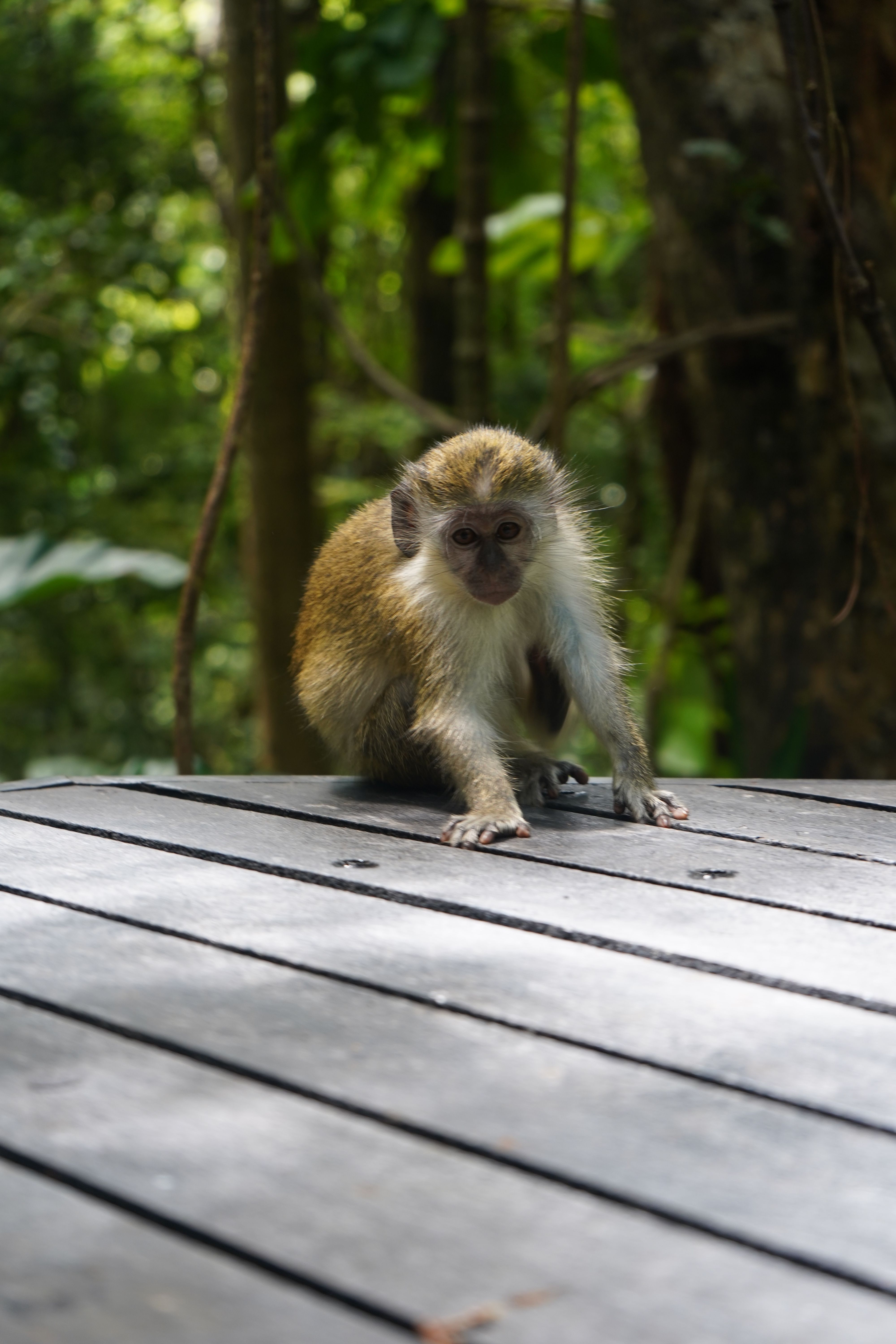 Green Monkey on Wooden Deck in Natural Habitat · Free Stock Photo