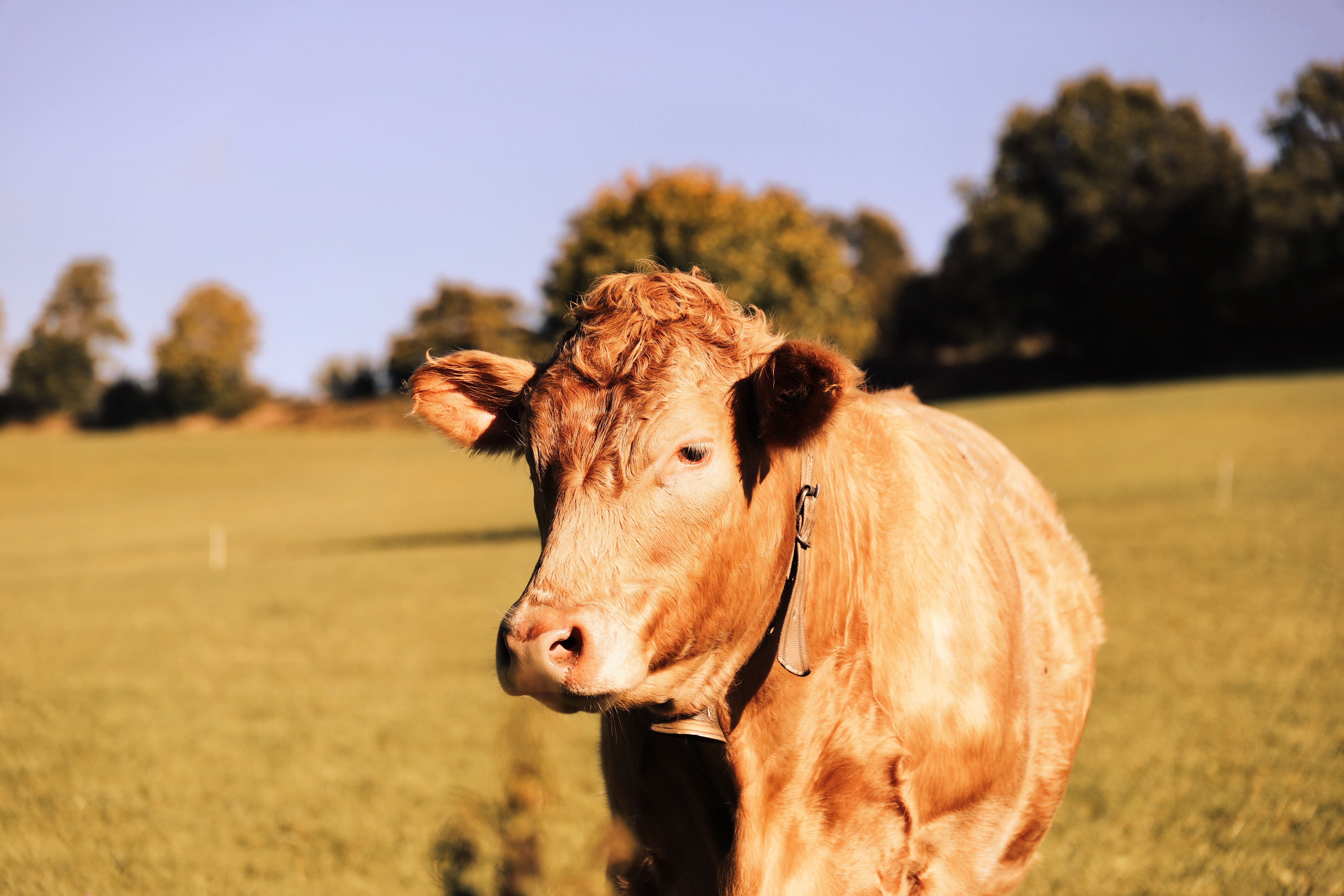 The Pinterest Cash Cow