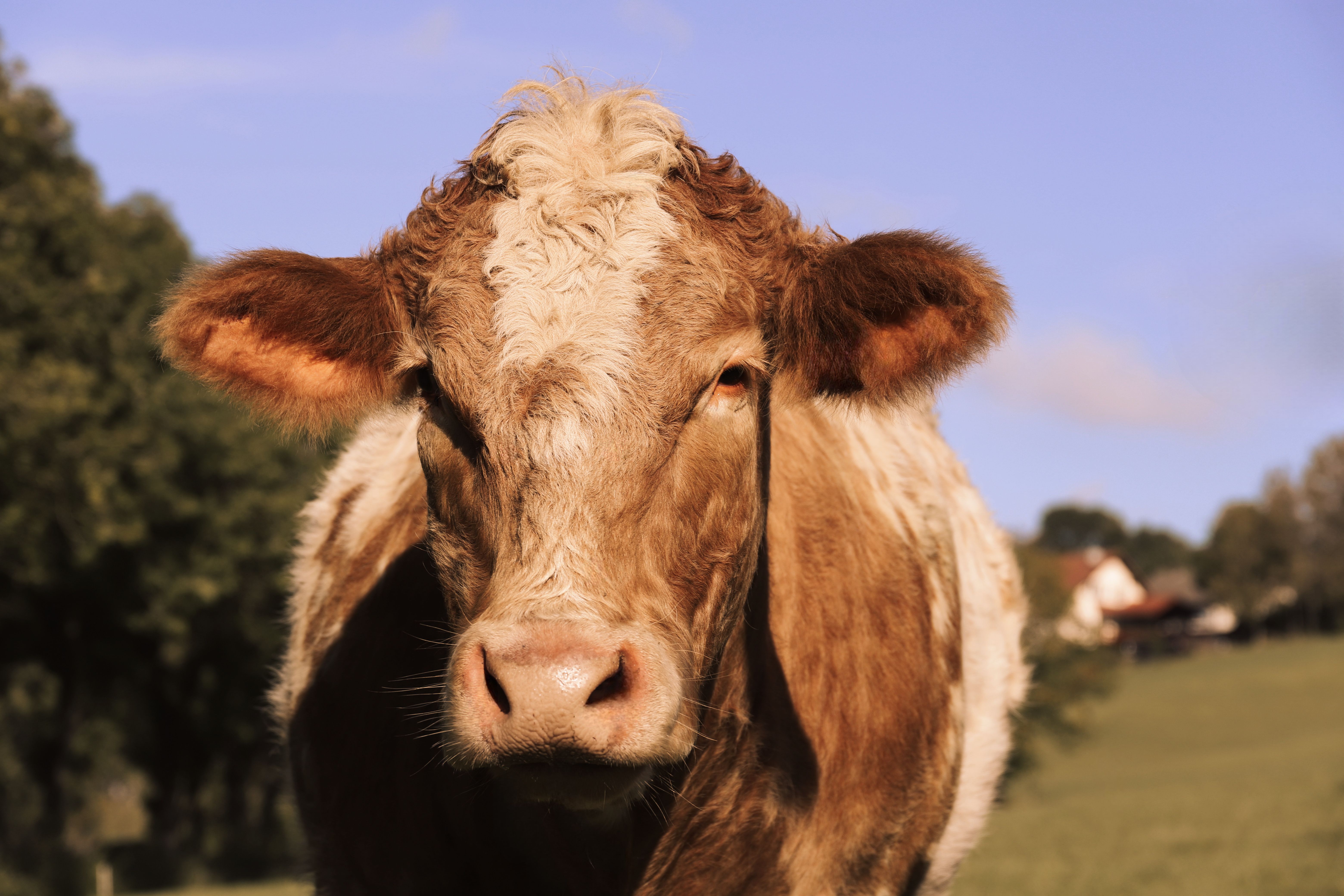 Veterinary care for a cow
