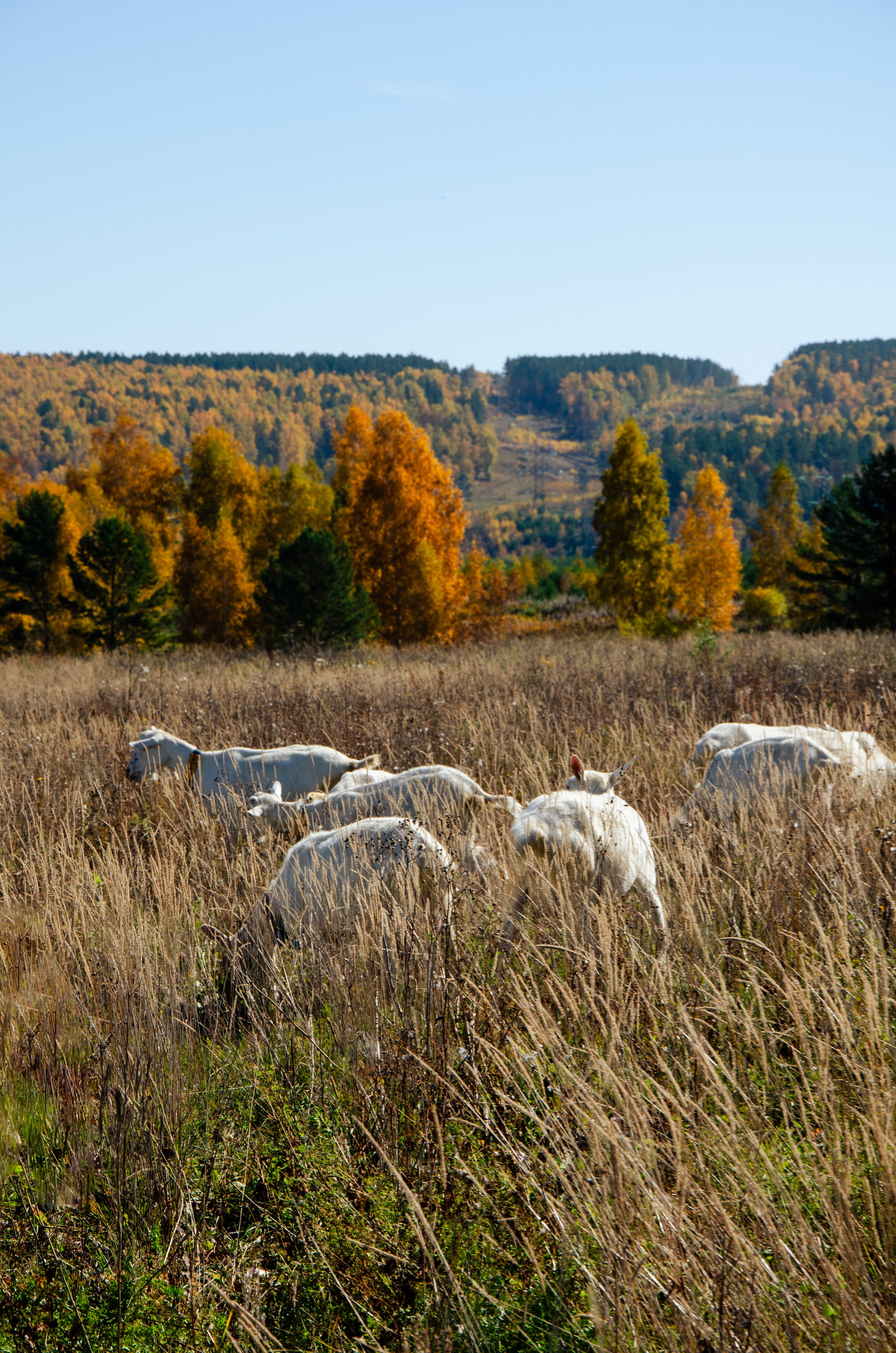 Grazing Goats in Autumn Meadow Landscape · Free Stock Photo