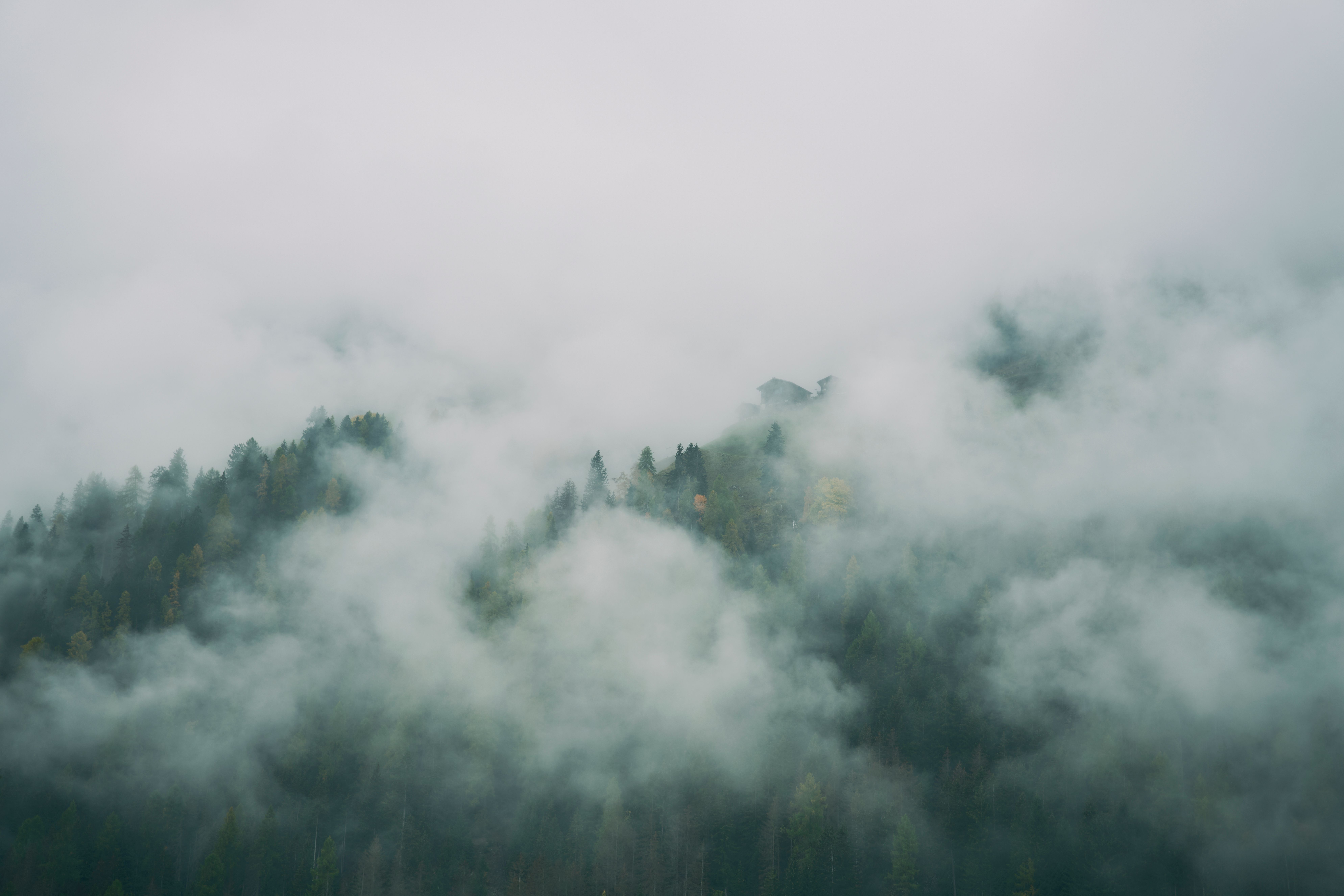 Misty mountain forest covered in fog — Tagaytay highland weather atmosphere