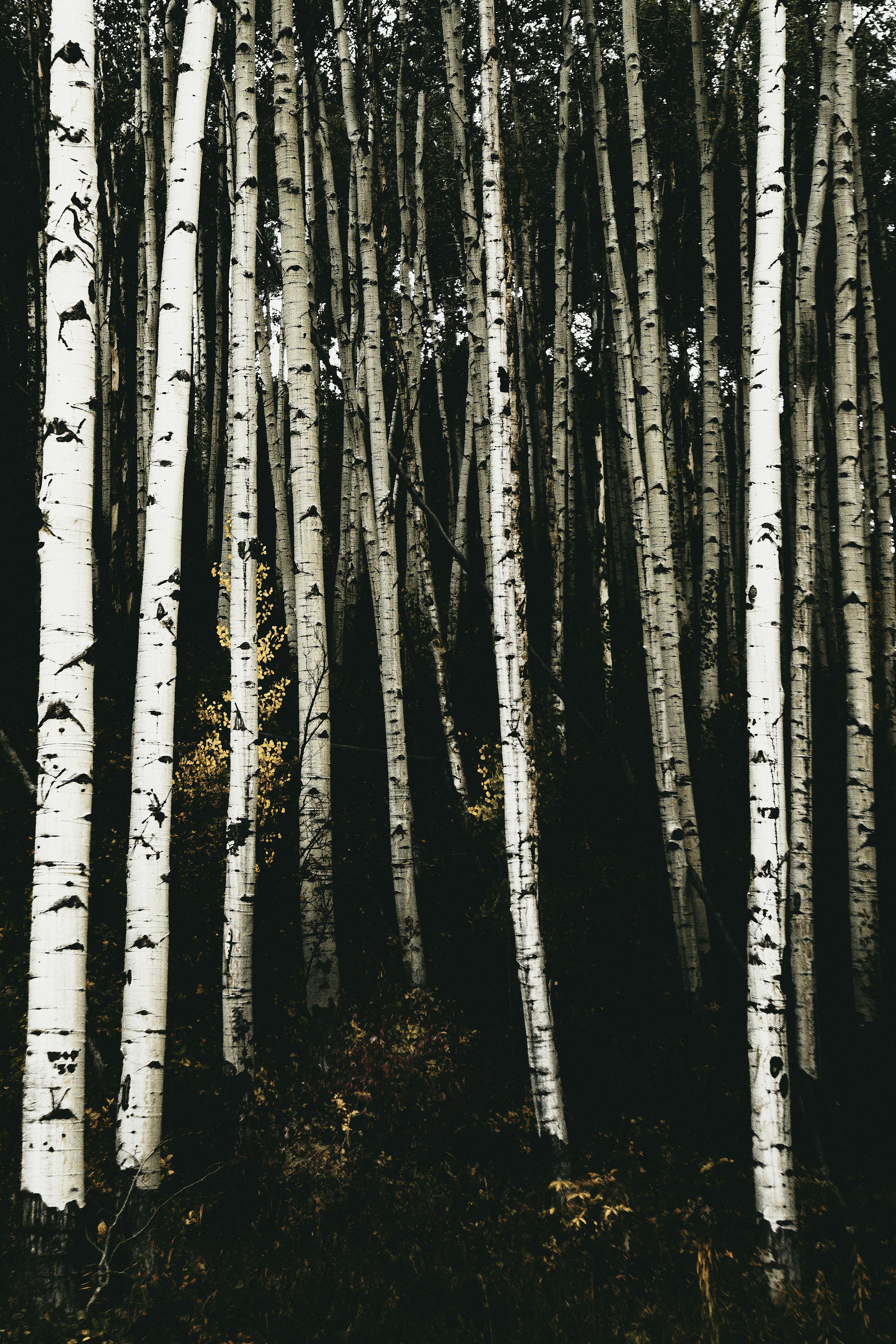 A tranquil view of tall birch trees in a dense forest, evoking autumn's beauty.