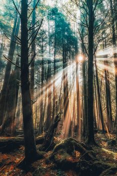 Beautiful sunlight streams through tall forest trees, creating a serene natural setting.