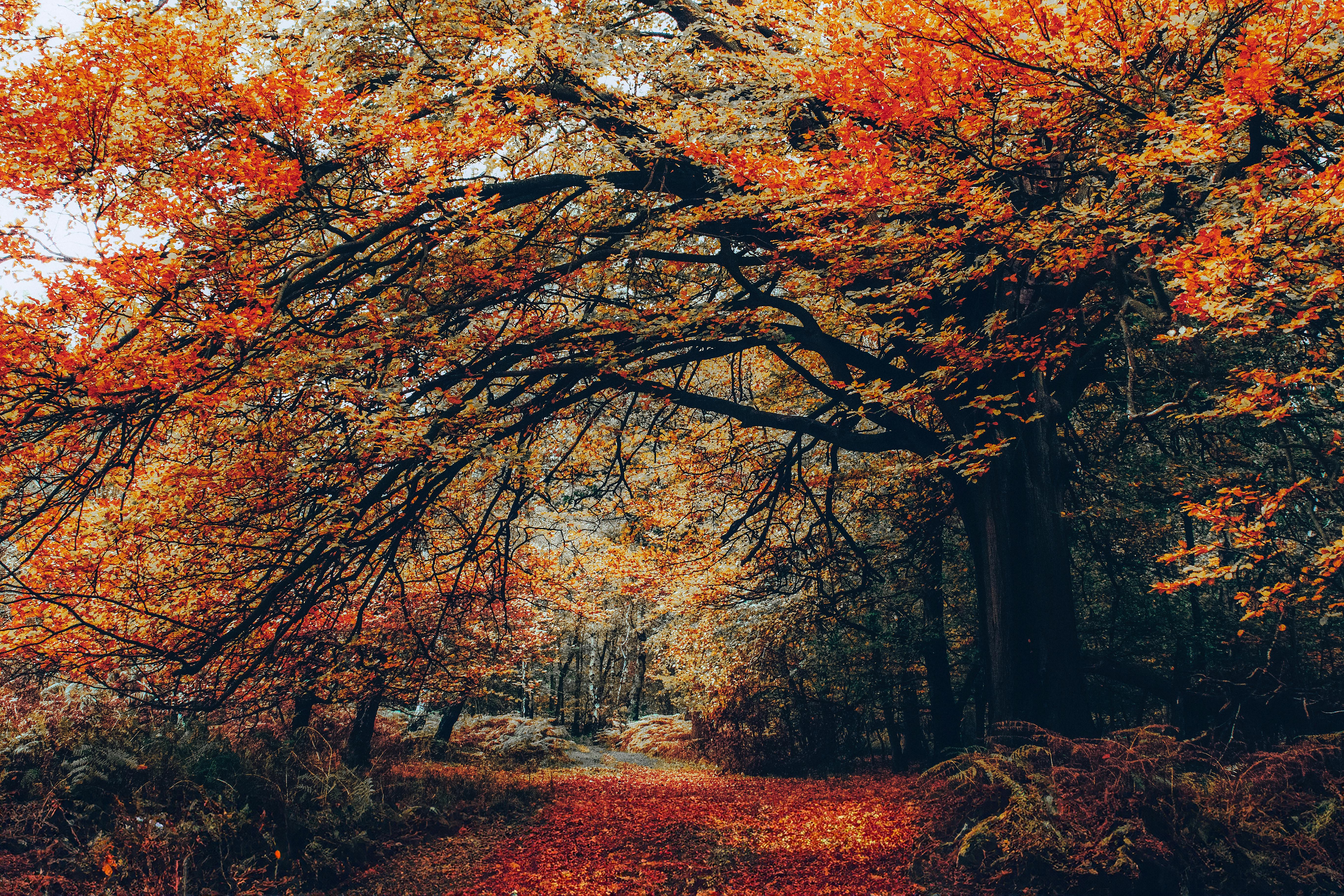 Explore a scenic autumn forest path with vibrant orange and yellow foliage, capturing fall's beauty.