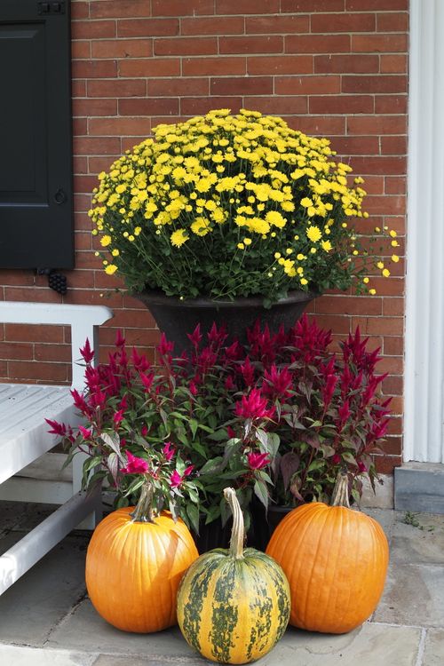 Free Vibrant autumn display with pumpkins and chrysanthemums by a brick wall. Stock Photo