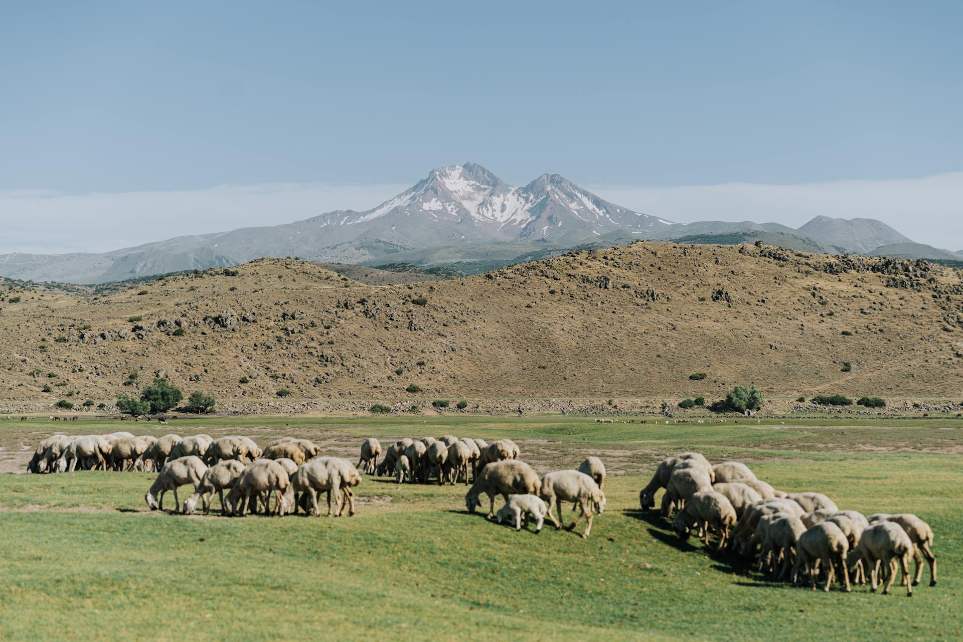 Mountain Landscape with Grazing Sheep in Pastoral Setting