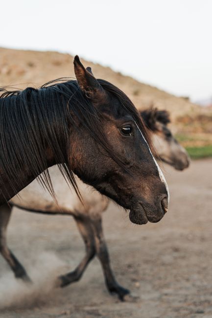 Portrait of horses walking on a dirt path during sunset with a blurred background.