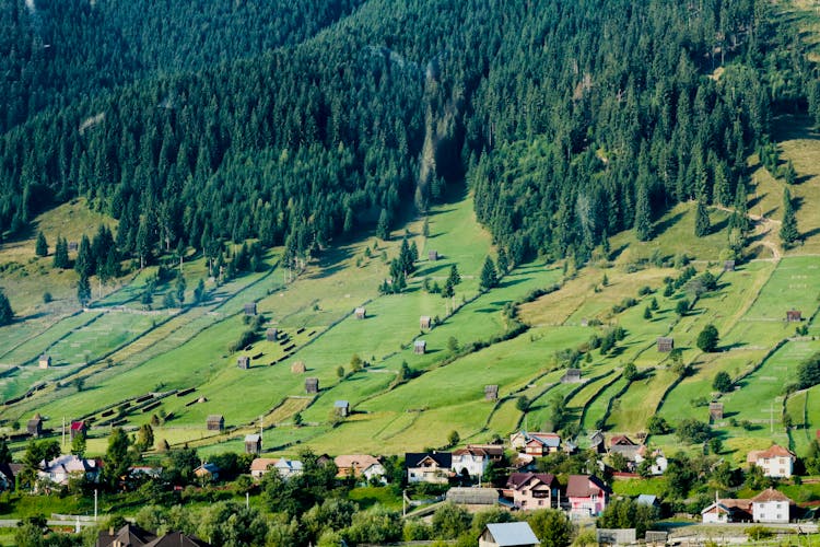 A Farm Field On An Urban Forest