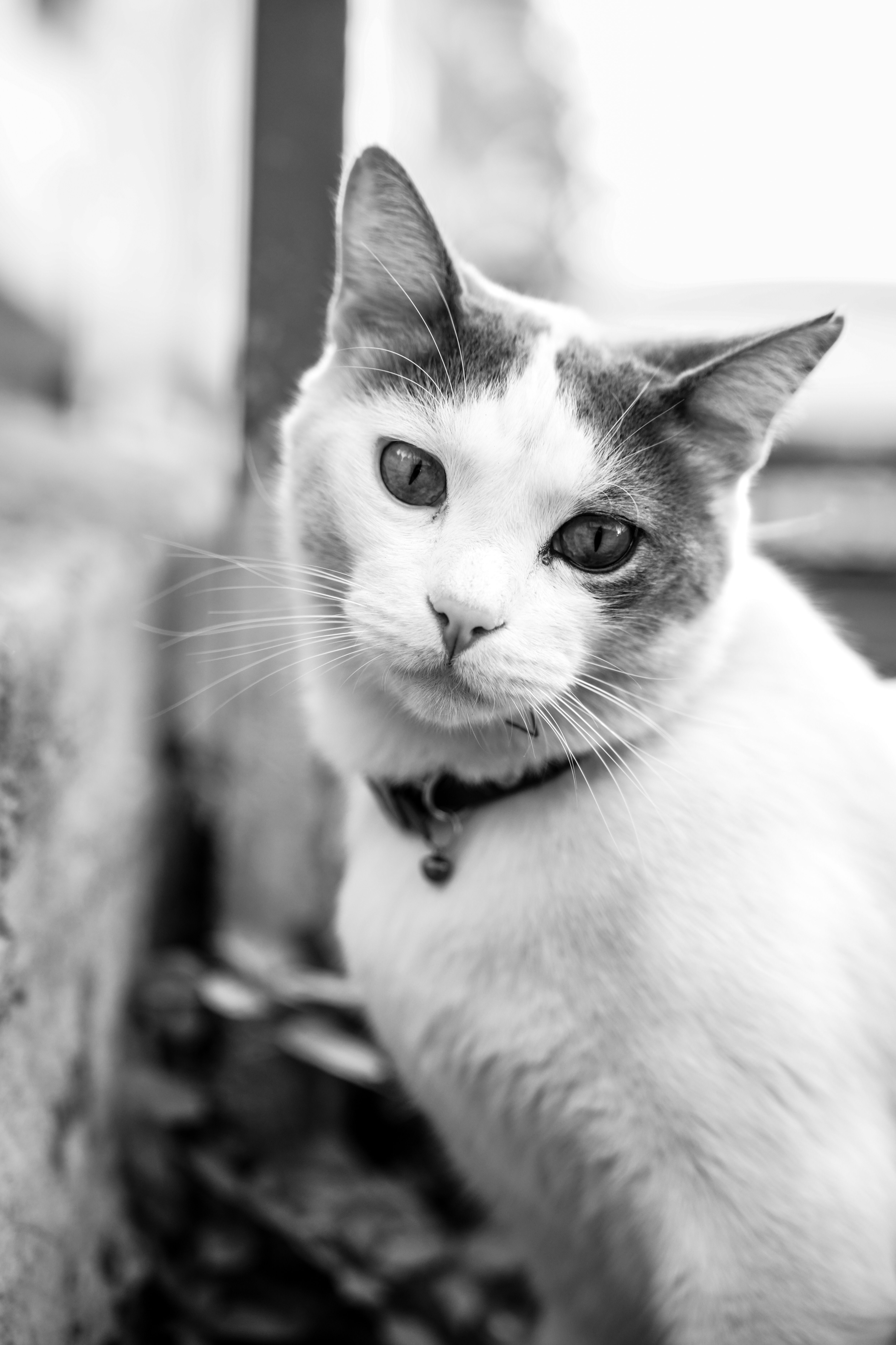 Black and White Portrait of a Cat in Istanbul · Free Stock Photo