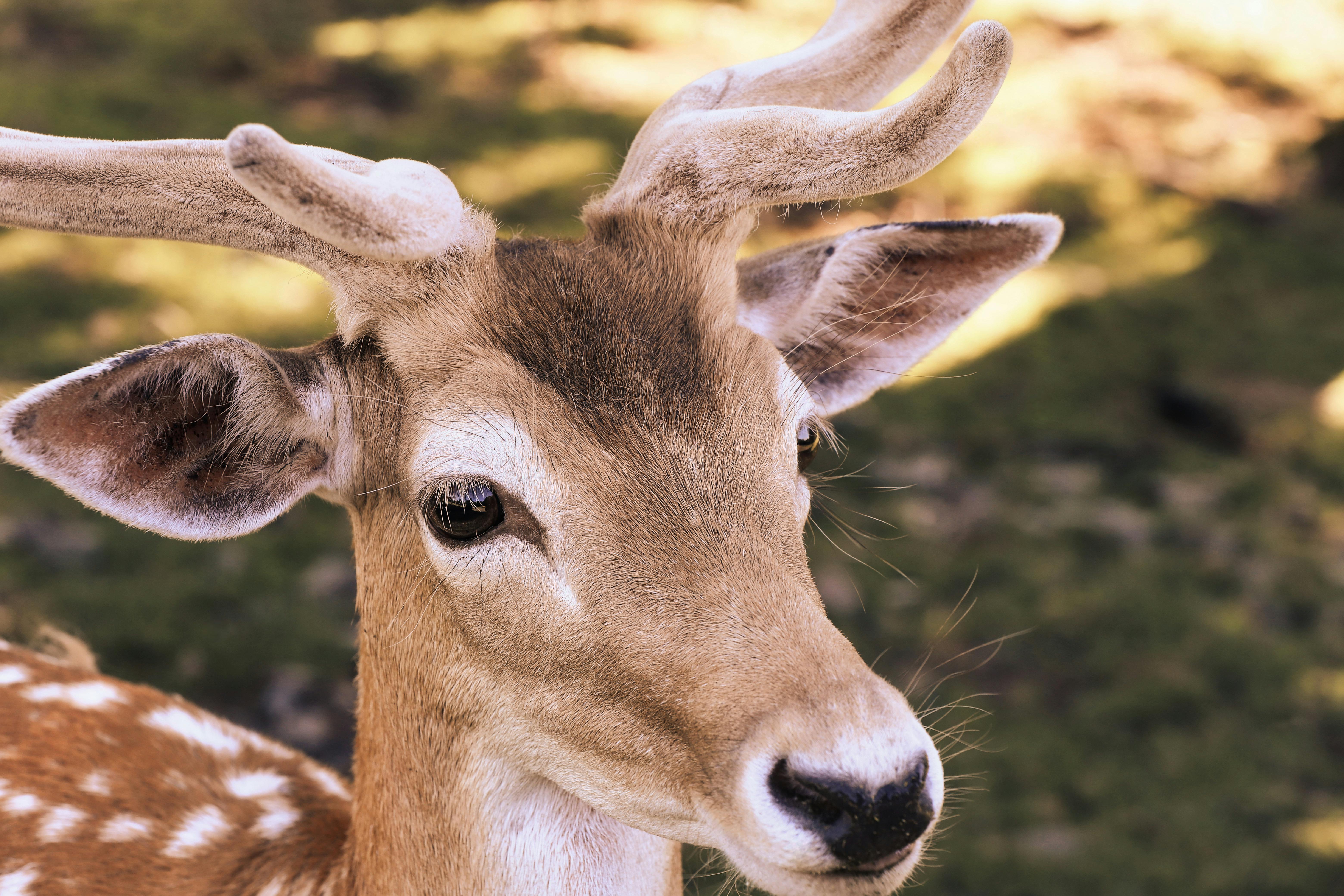 grátis Close Up De Um Cervo Na Floresta Foto profissional