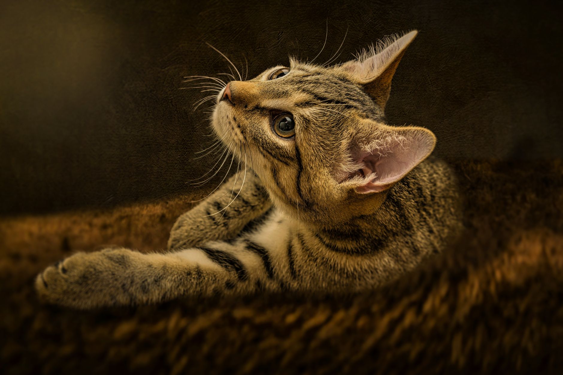 Veterinary care for a cat
