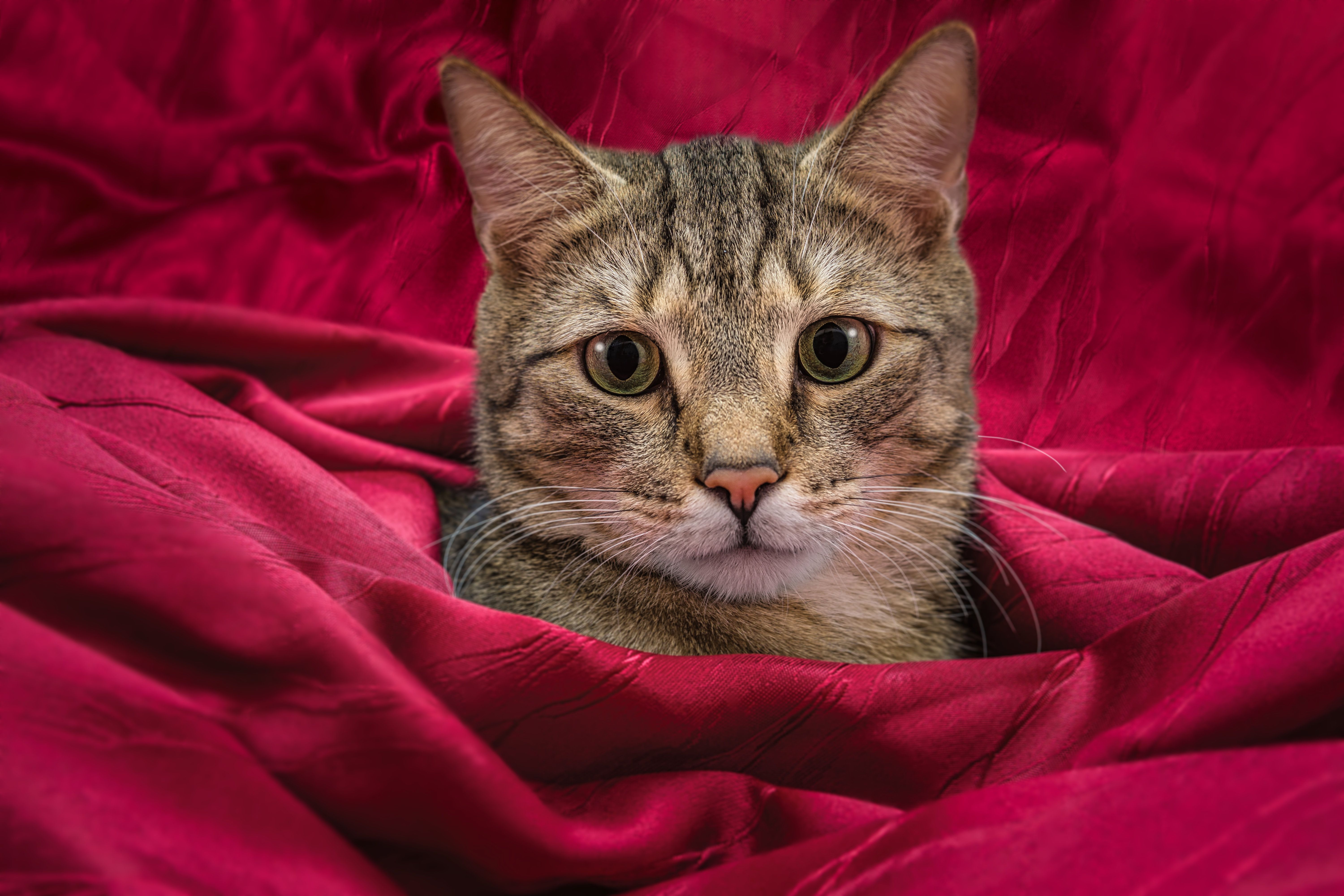 Cozy Cat Wrapped in Red Blanket · Free Stock Photo