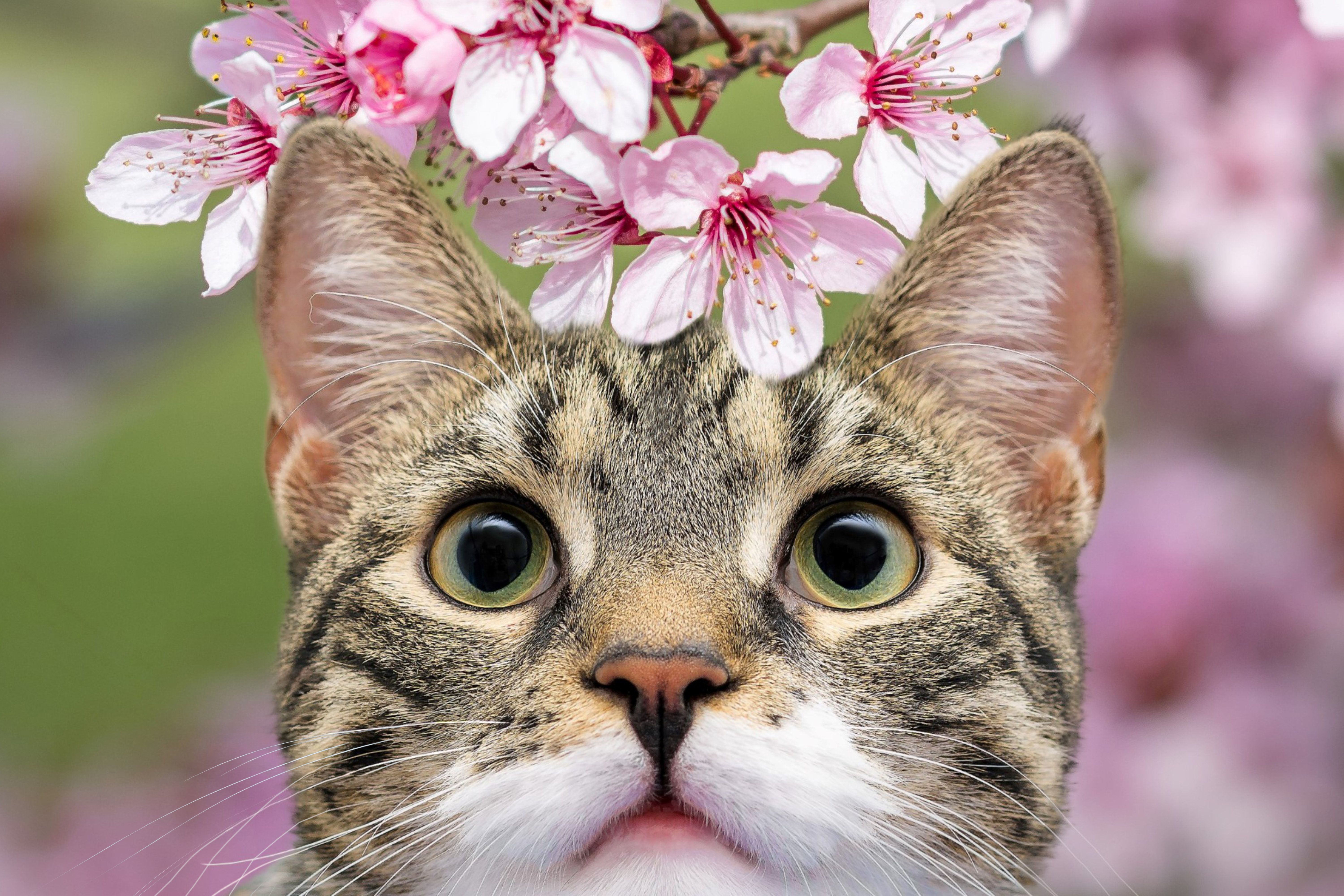 Spring Season Pet Safety Tips - WGN — Photo by Gundula Vogel on Pexels