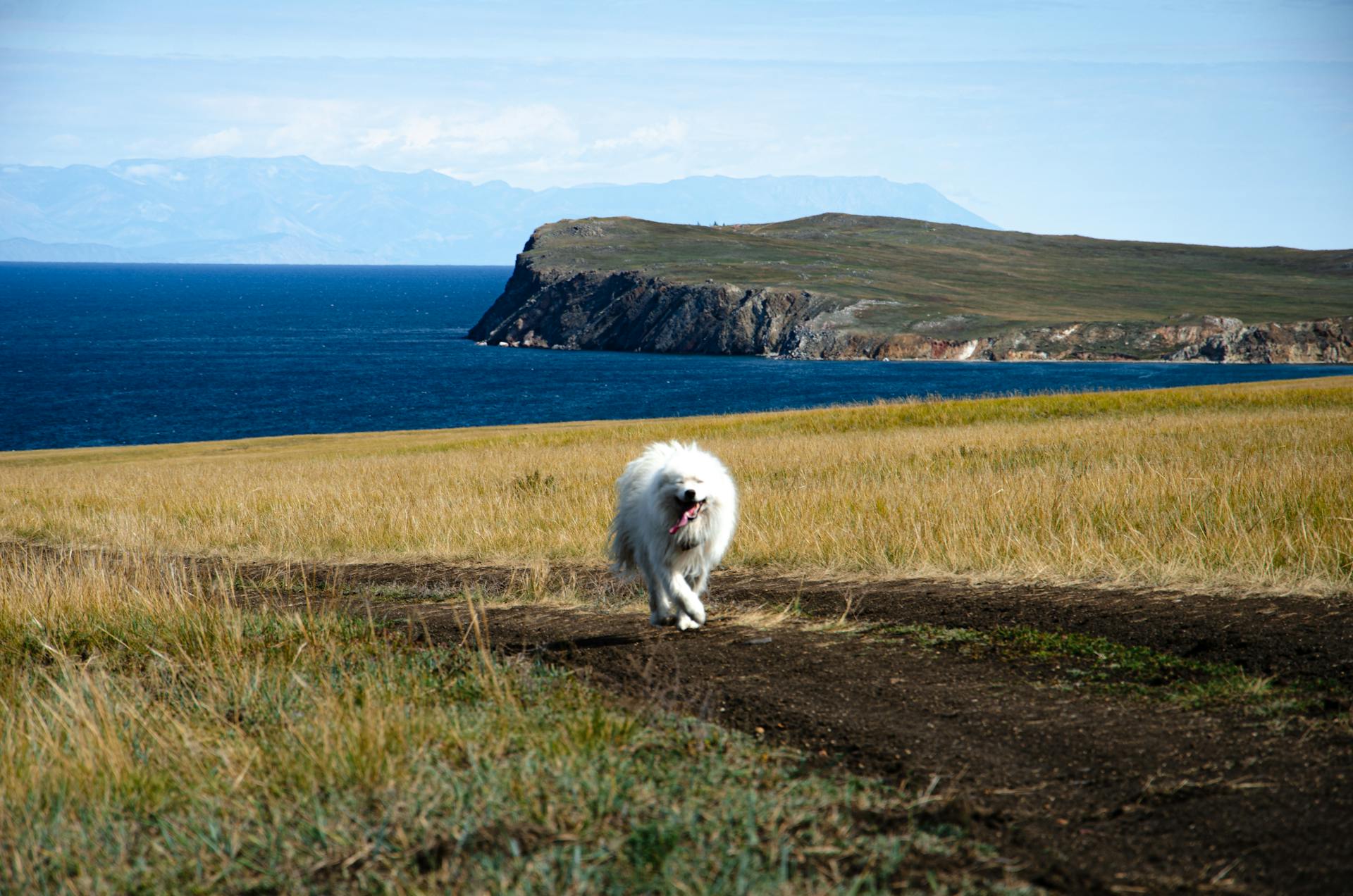 Samoyed Dog on Ocean Cliffside Landscape